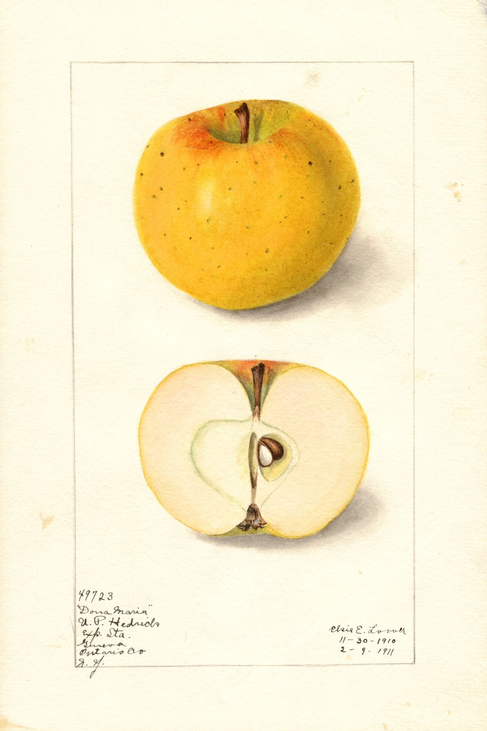 Dona Maria Apple