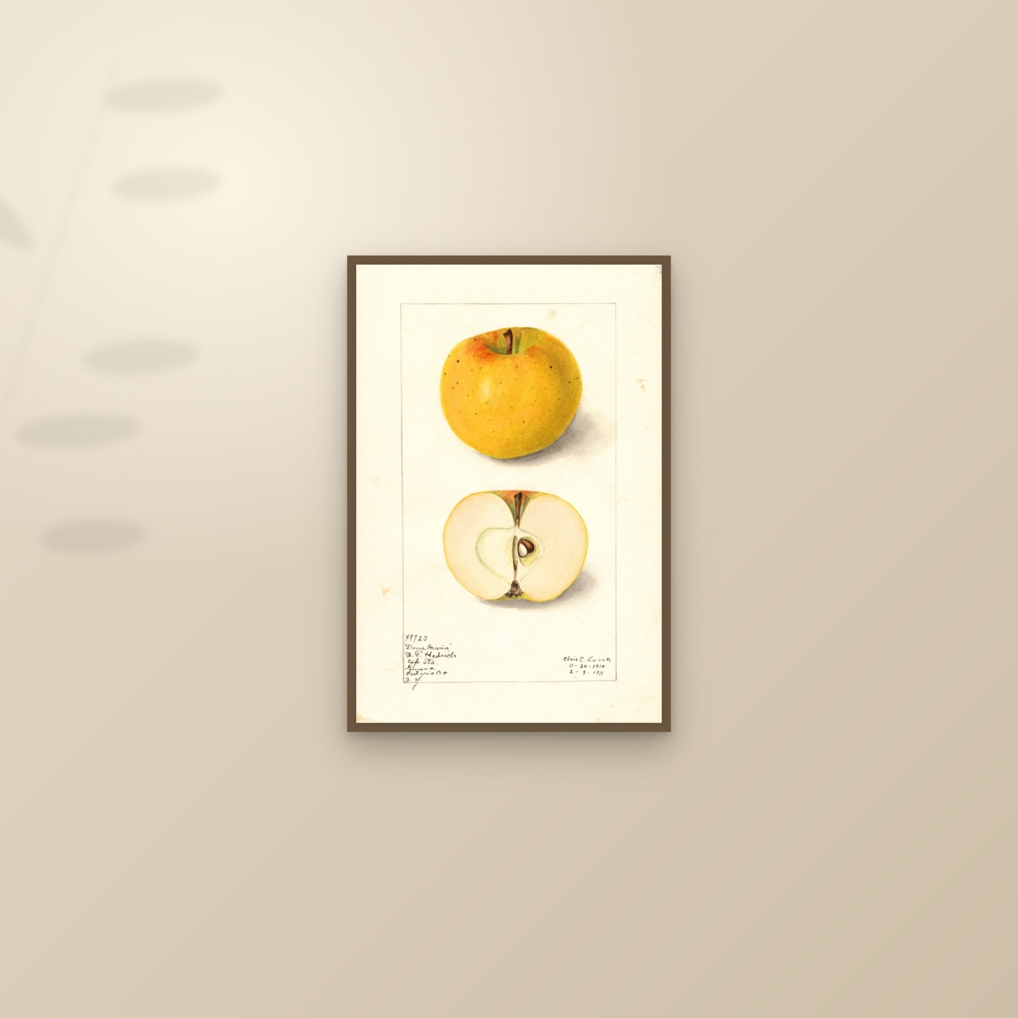 Dona Maria Apple — framed and styled on a sunlit wall