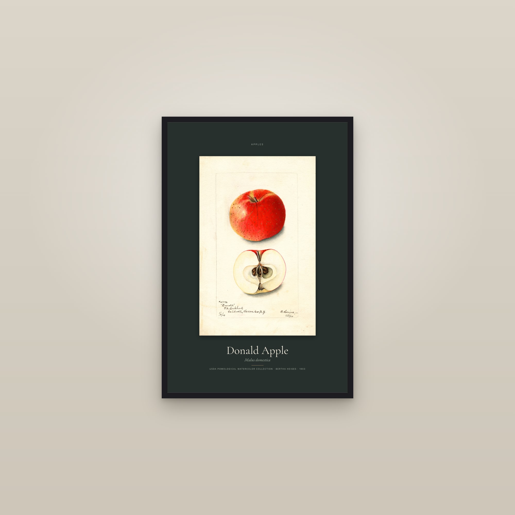 Donald Apple — Specimen — framed in a gallery setting