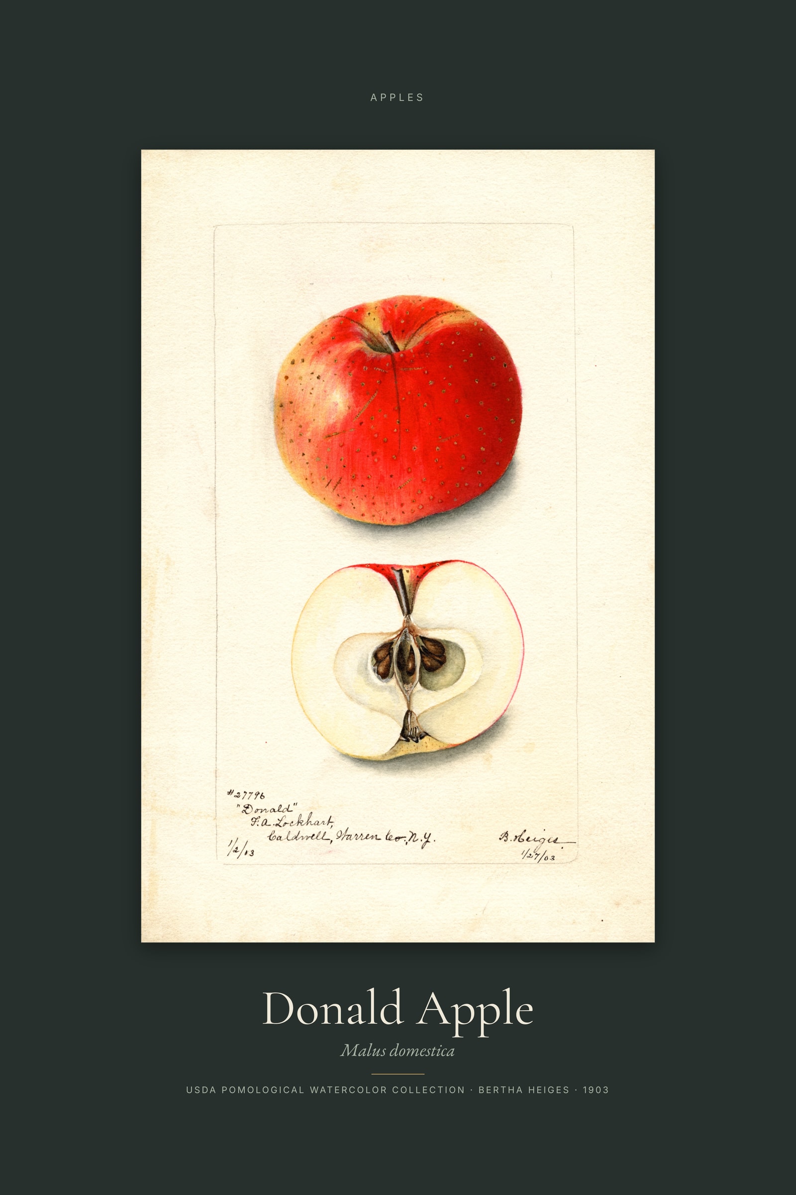 Donald Apple — Specimen