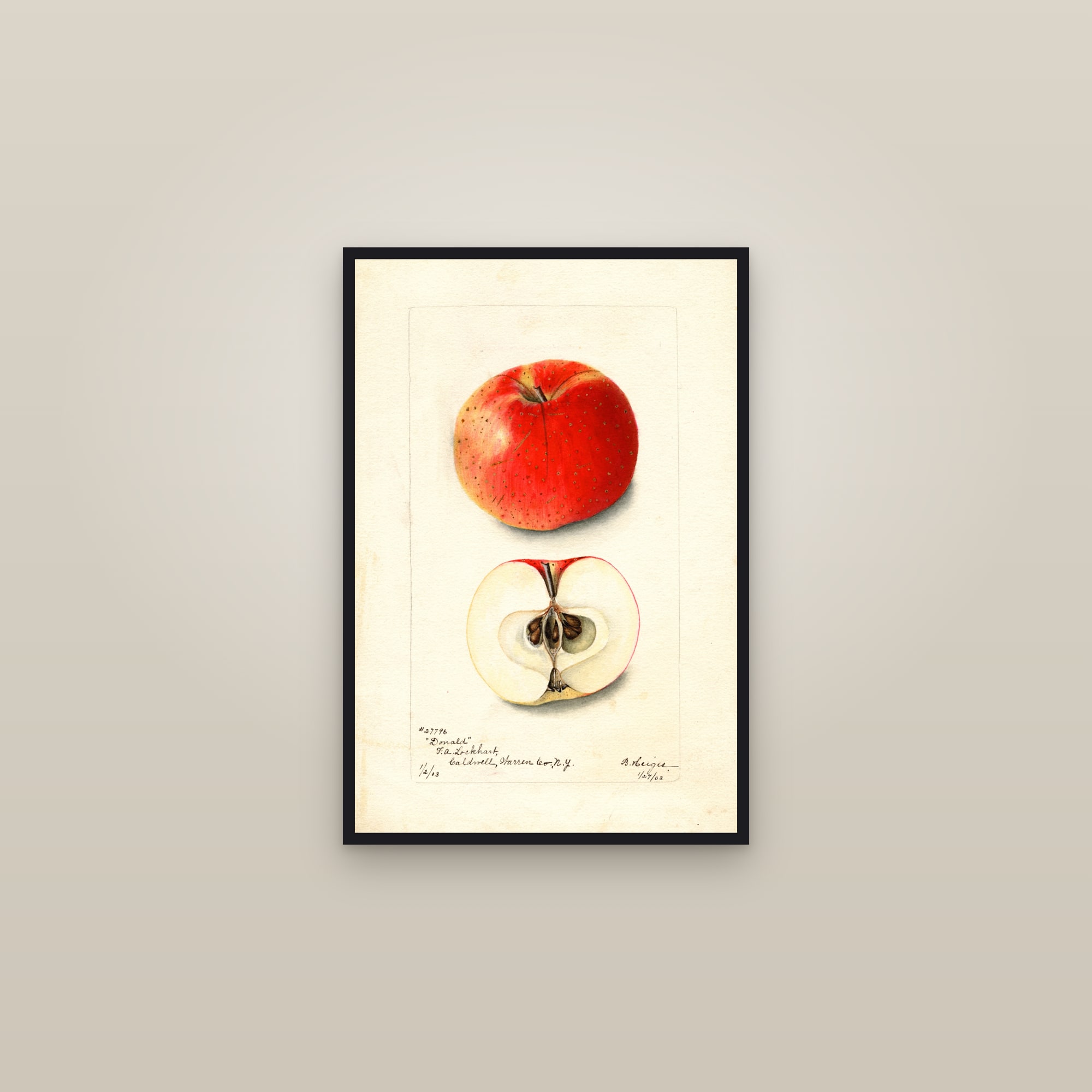 Donald Apple — framed in a gallery setting