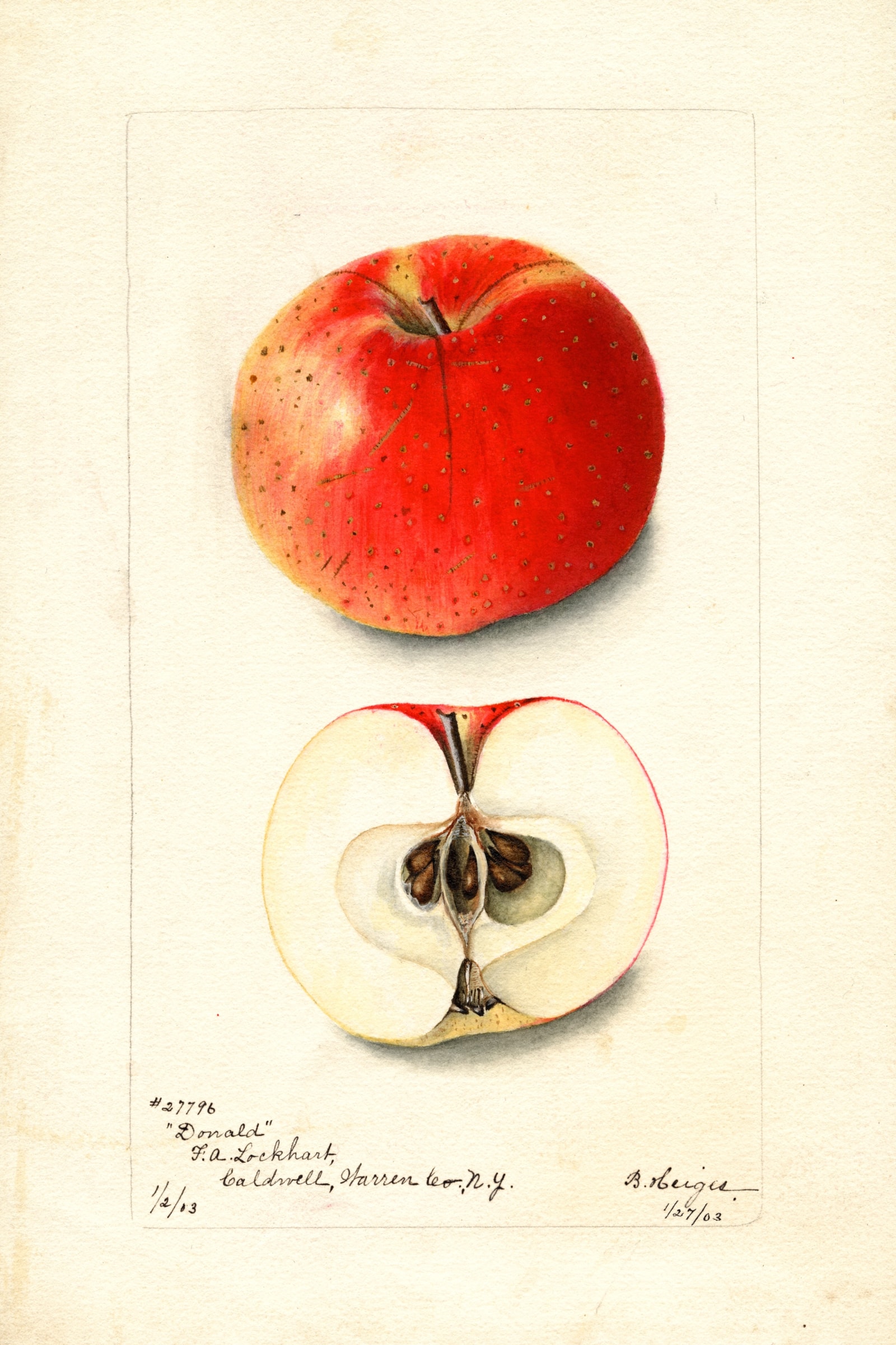 Donald Apple