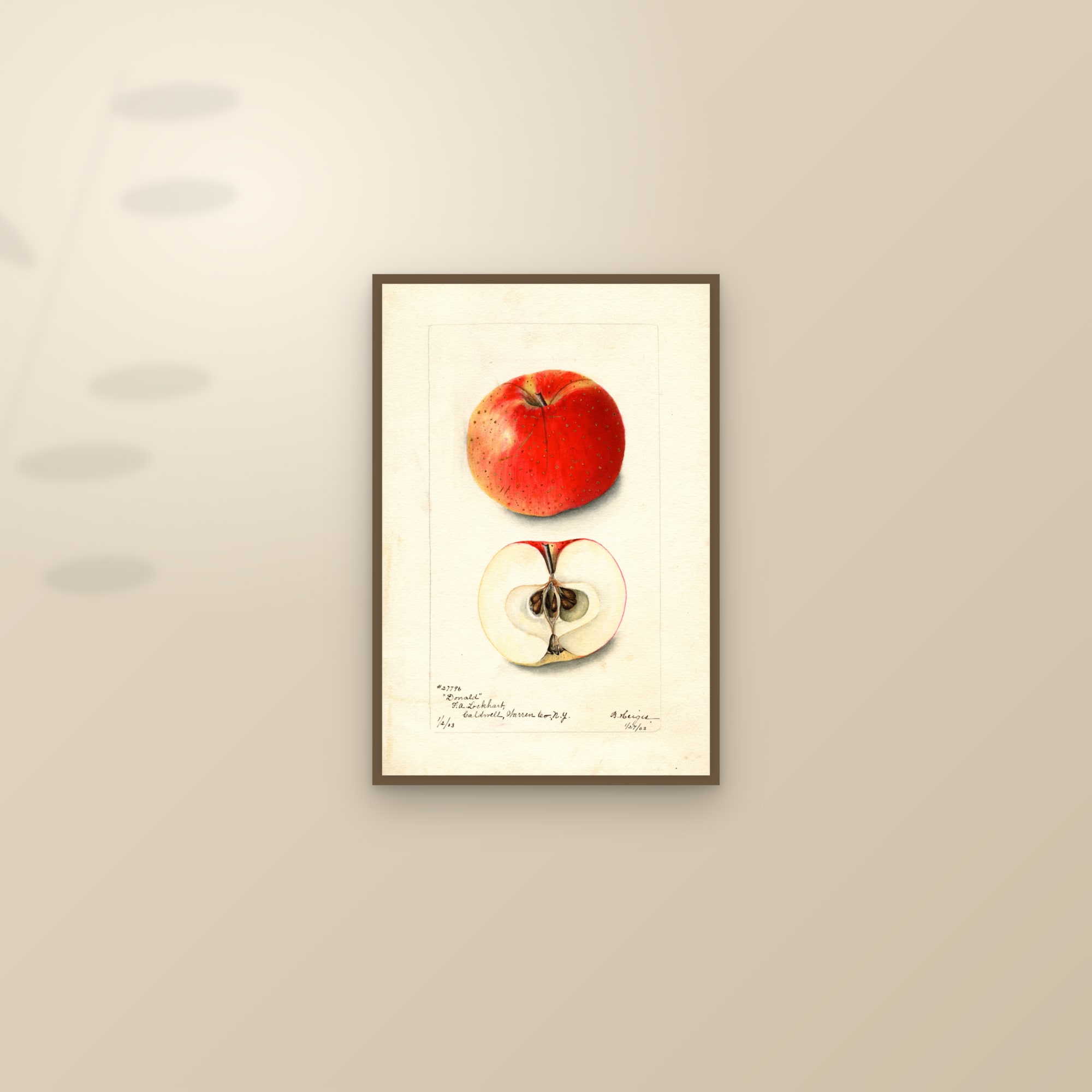 Donald Apple — framed and styled on a sunlit wall