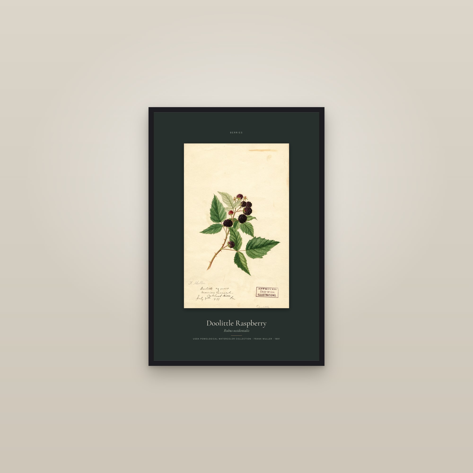 Doolittle Raspberry — Specimen — framed in a gallery setting