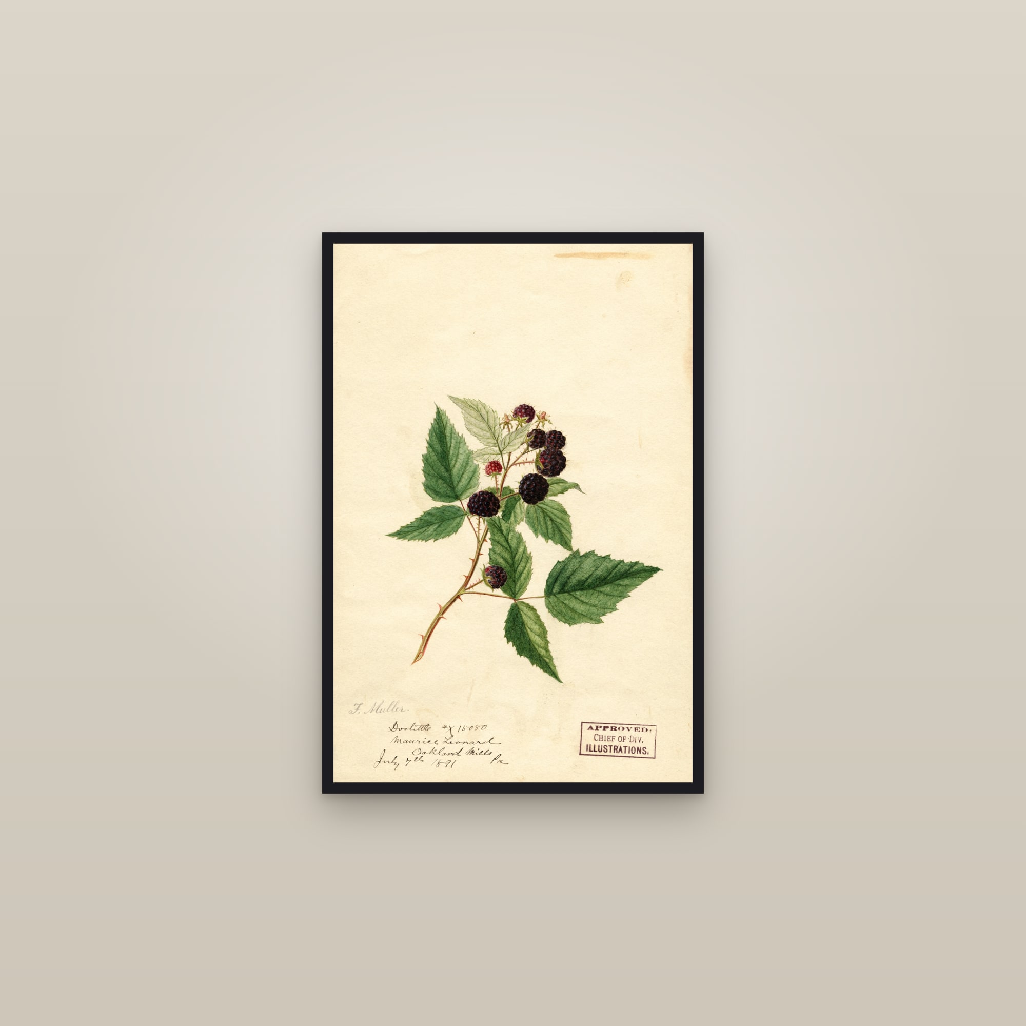 Doolittle Raspberry — framed in a gallery setting