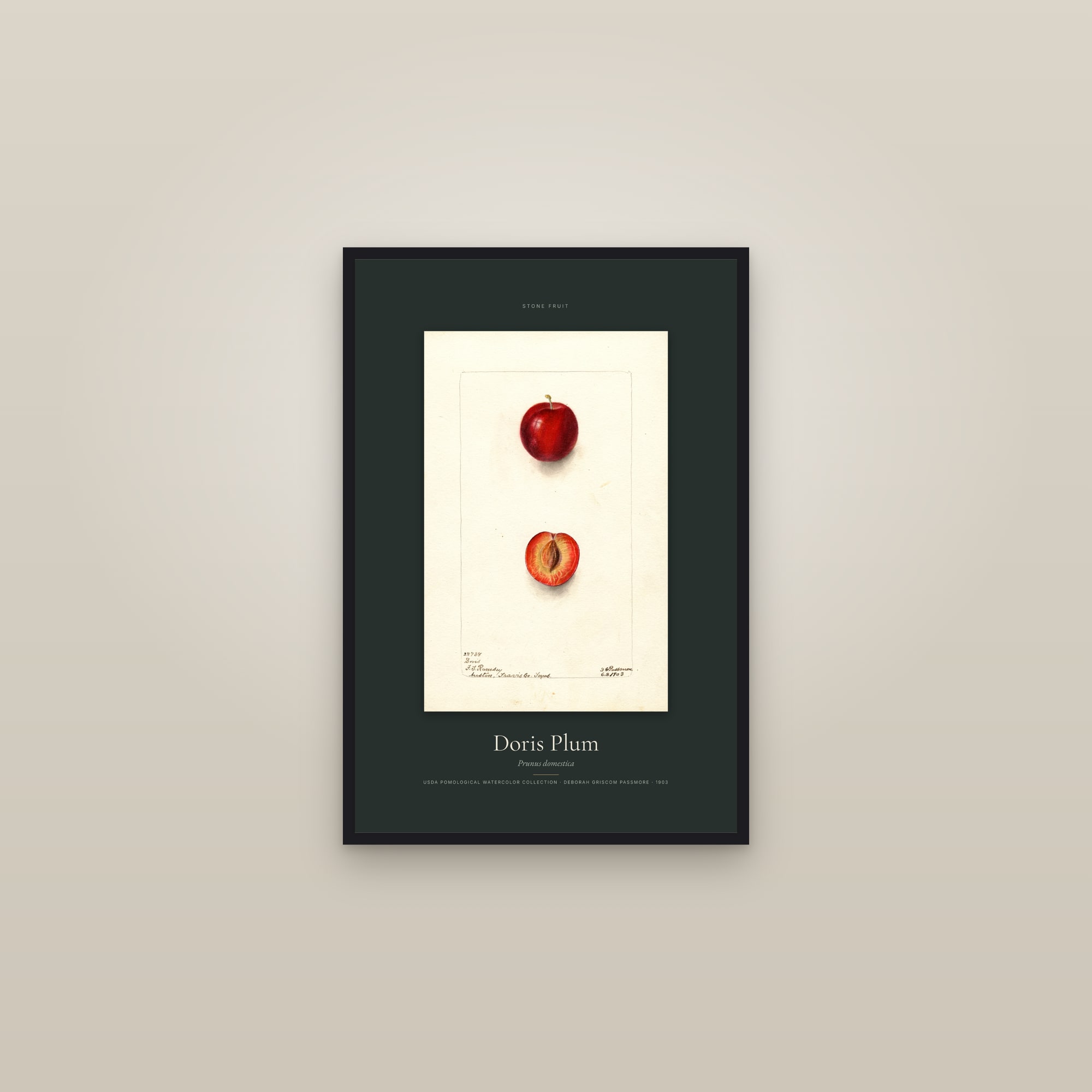 Doris Plum — Specimen — framed in a gallery setting