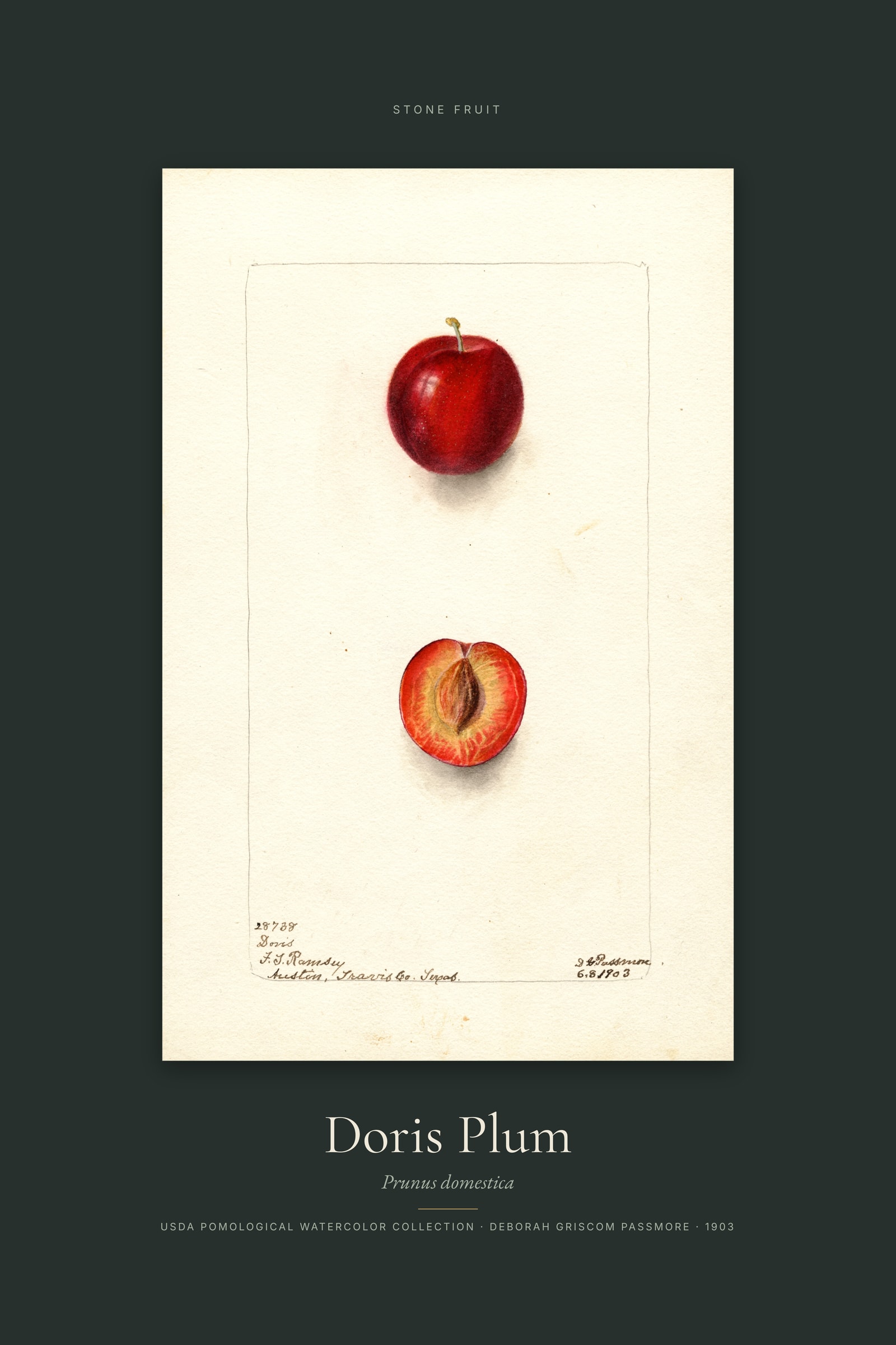 Doris Plum — Specimen