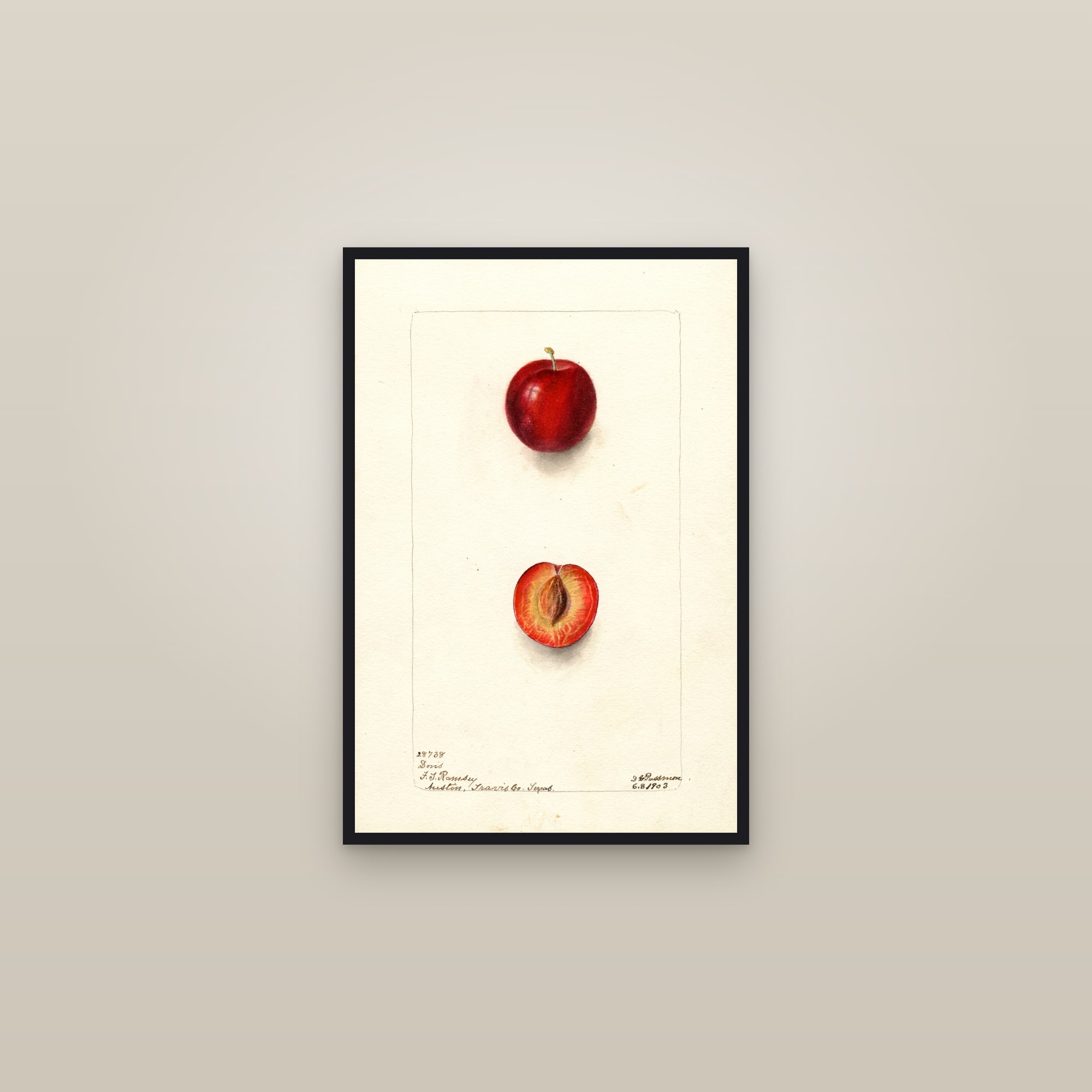 Doris Plum — framed in a gallery setting