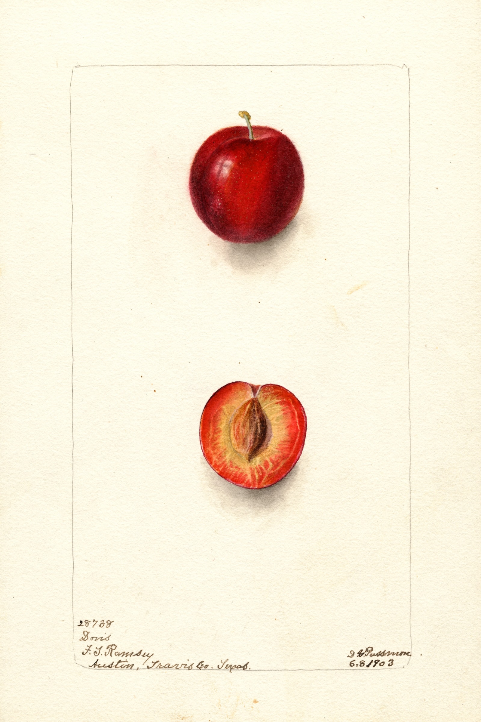 Doris Plum