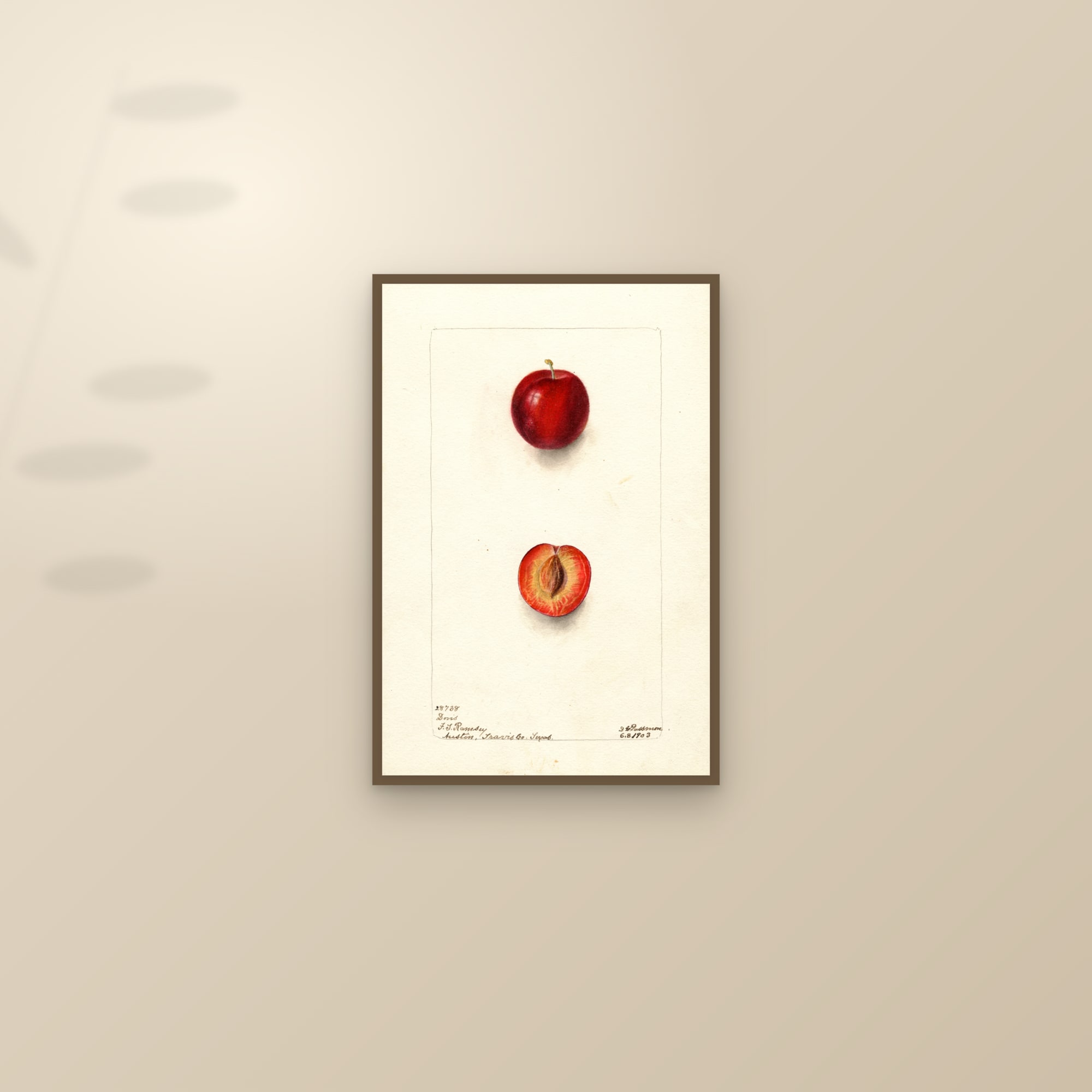 Doris Plum — framed and styled on a sunlit wall