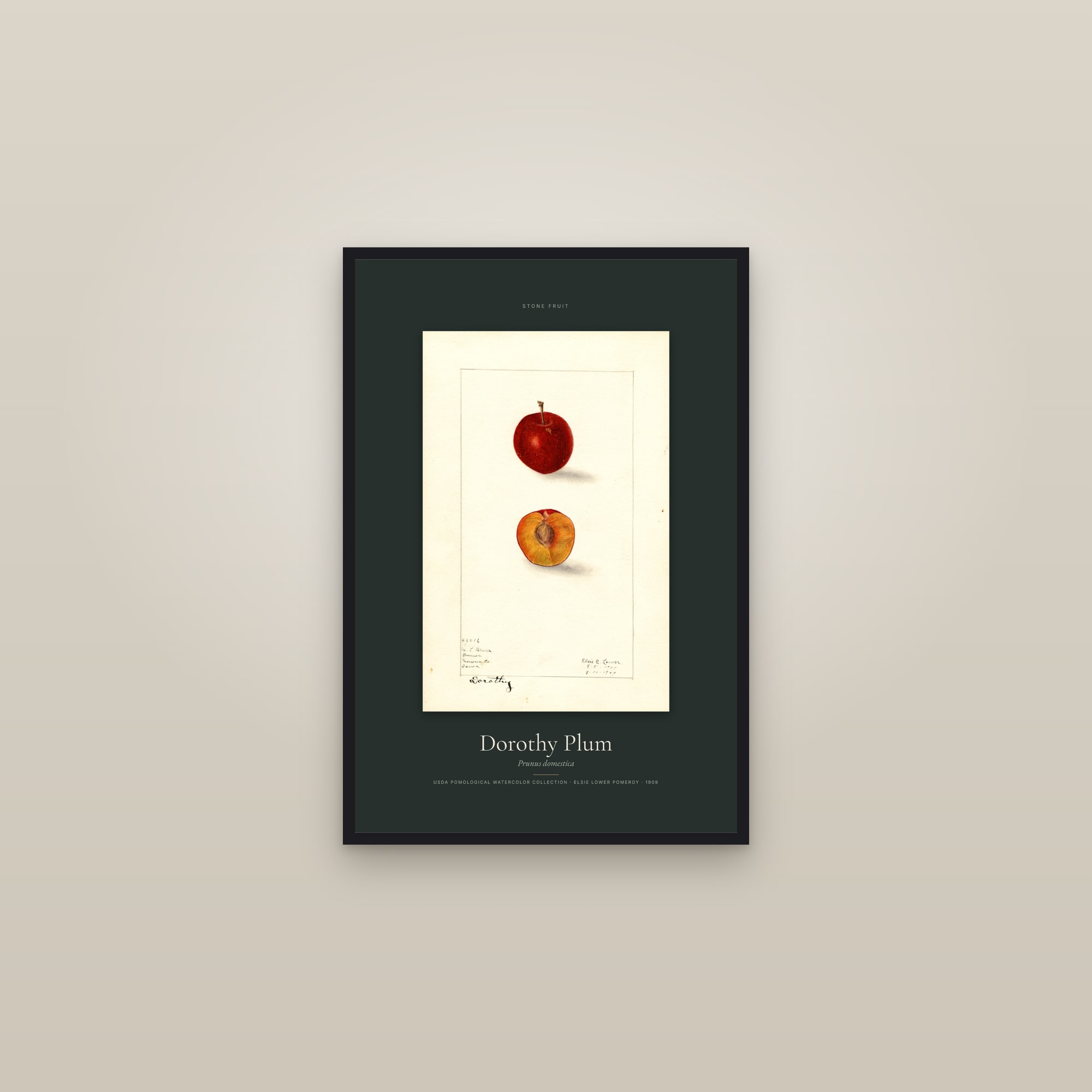 Dorothy Plum — Specimen — framed in a gallery setting