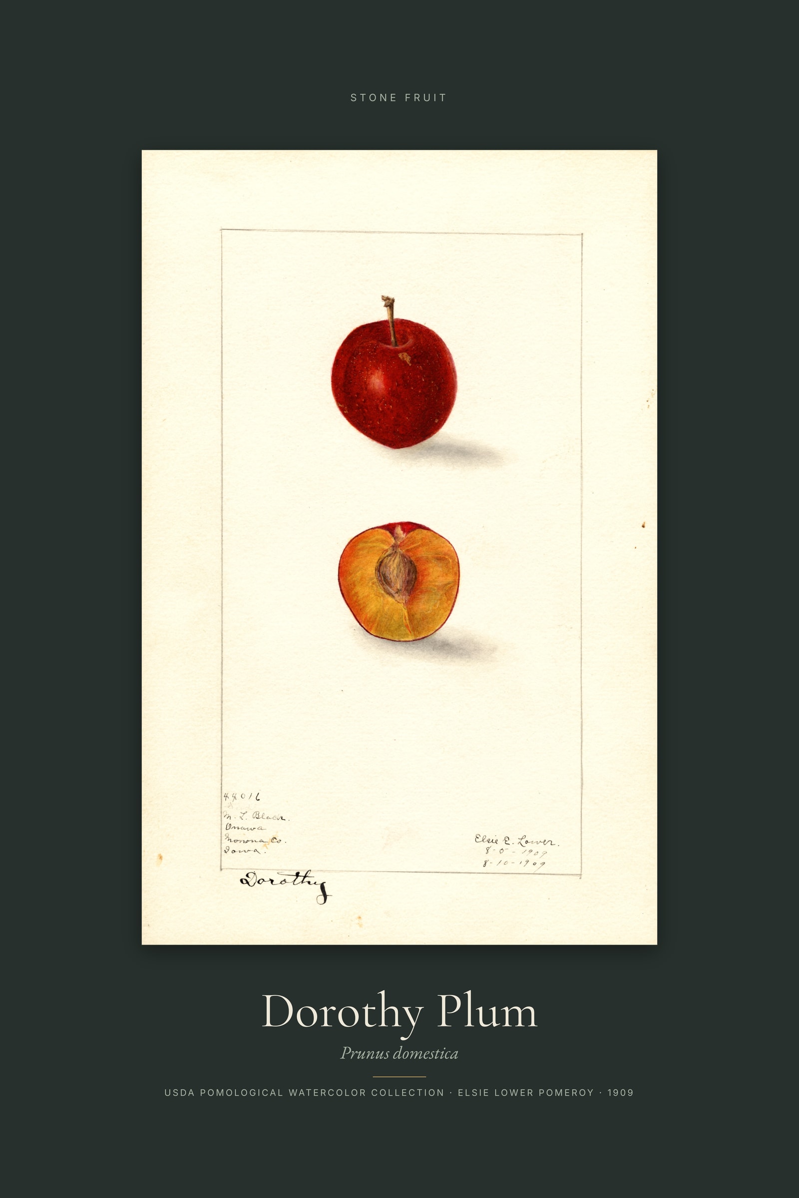 Dorothy Plum — Specimen