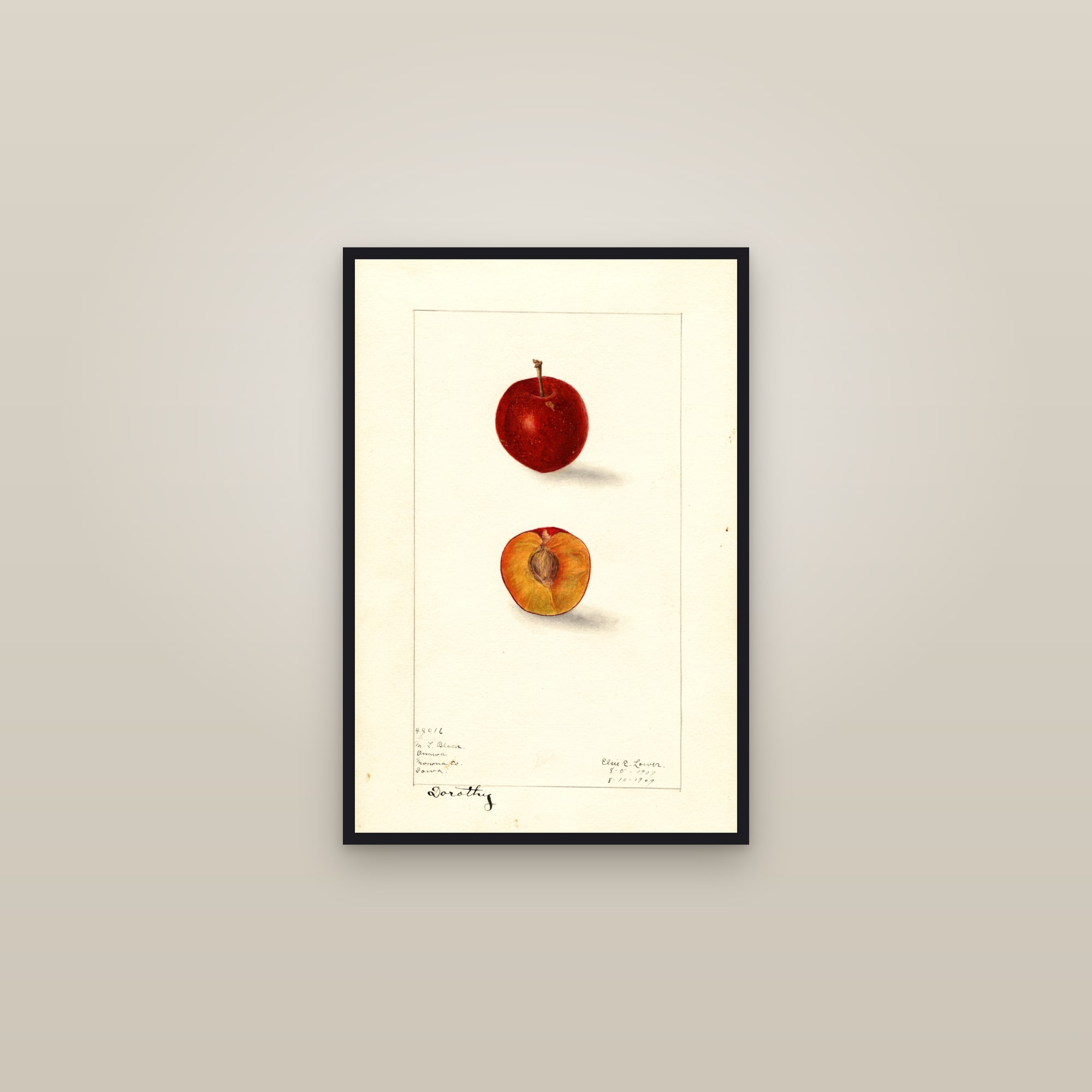 Dorothy Plum — framed in a gallery setting