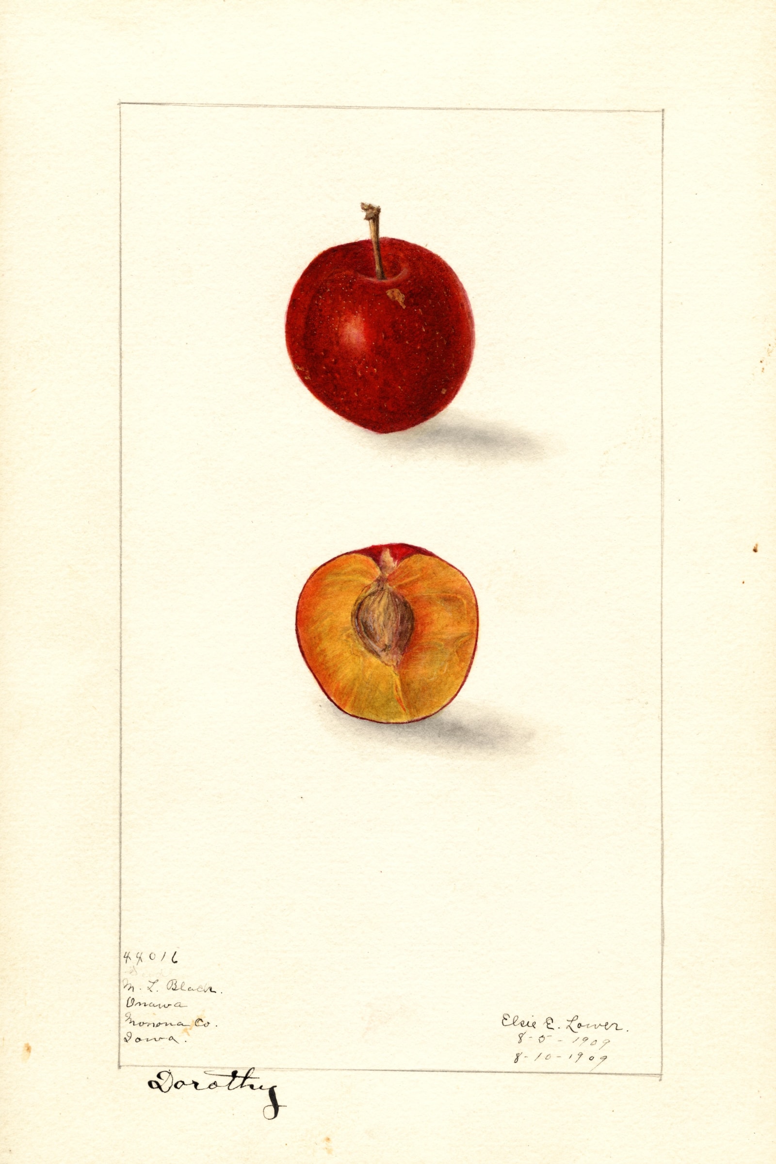 Dorothy Plum