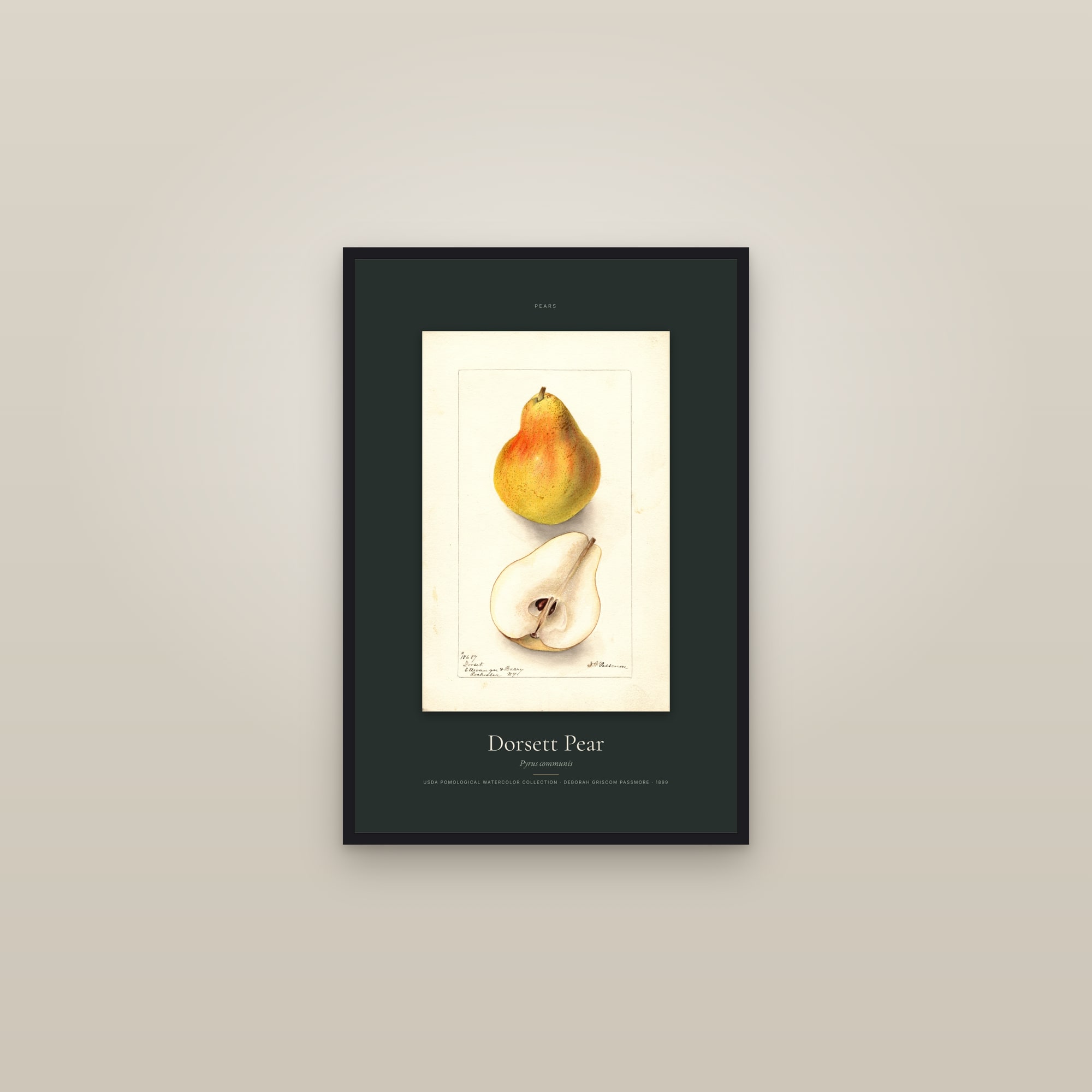 Dorsett Pear — Specimen — framed in a gallery setting