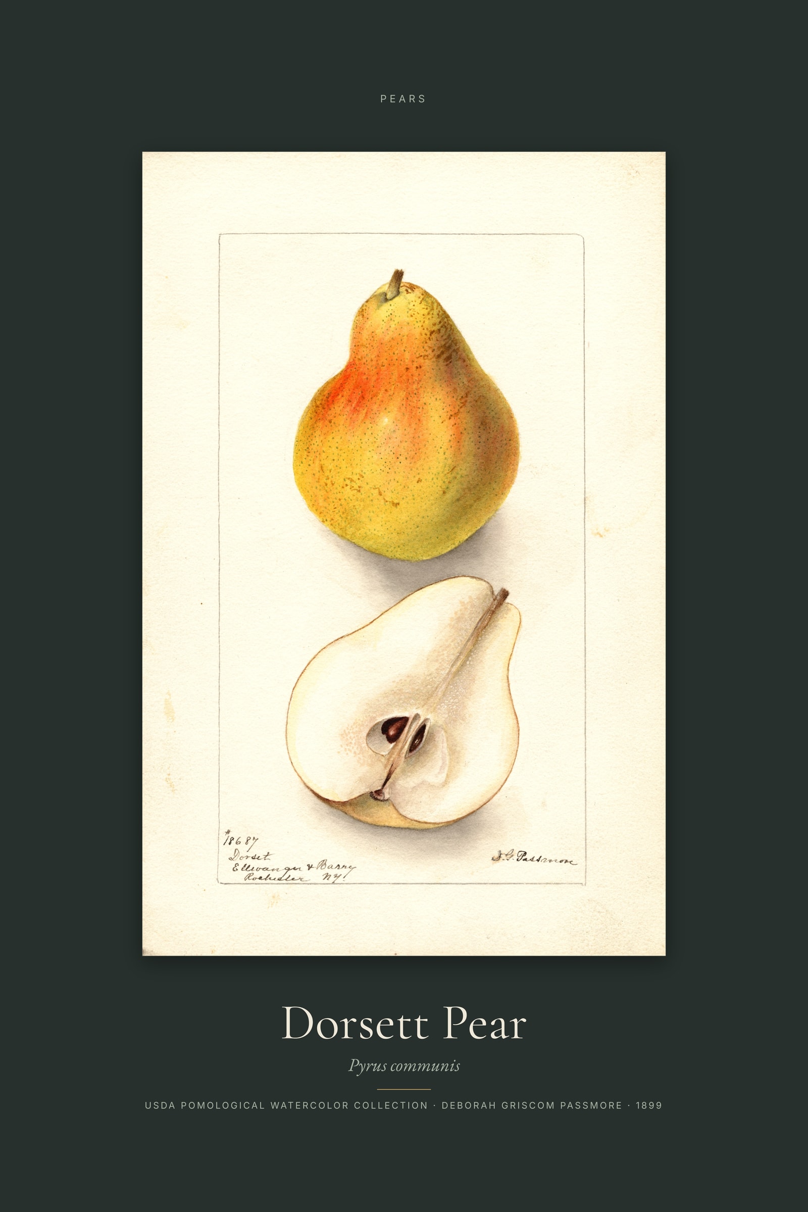 Dorsett Pear — Specimen
