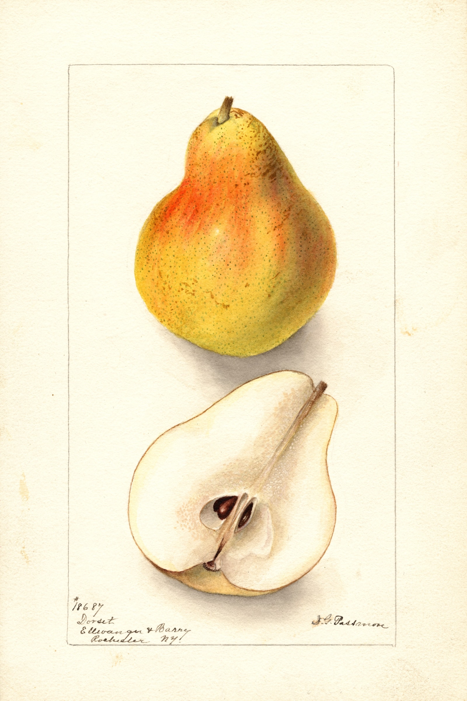Dorsett Pear