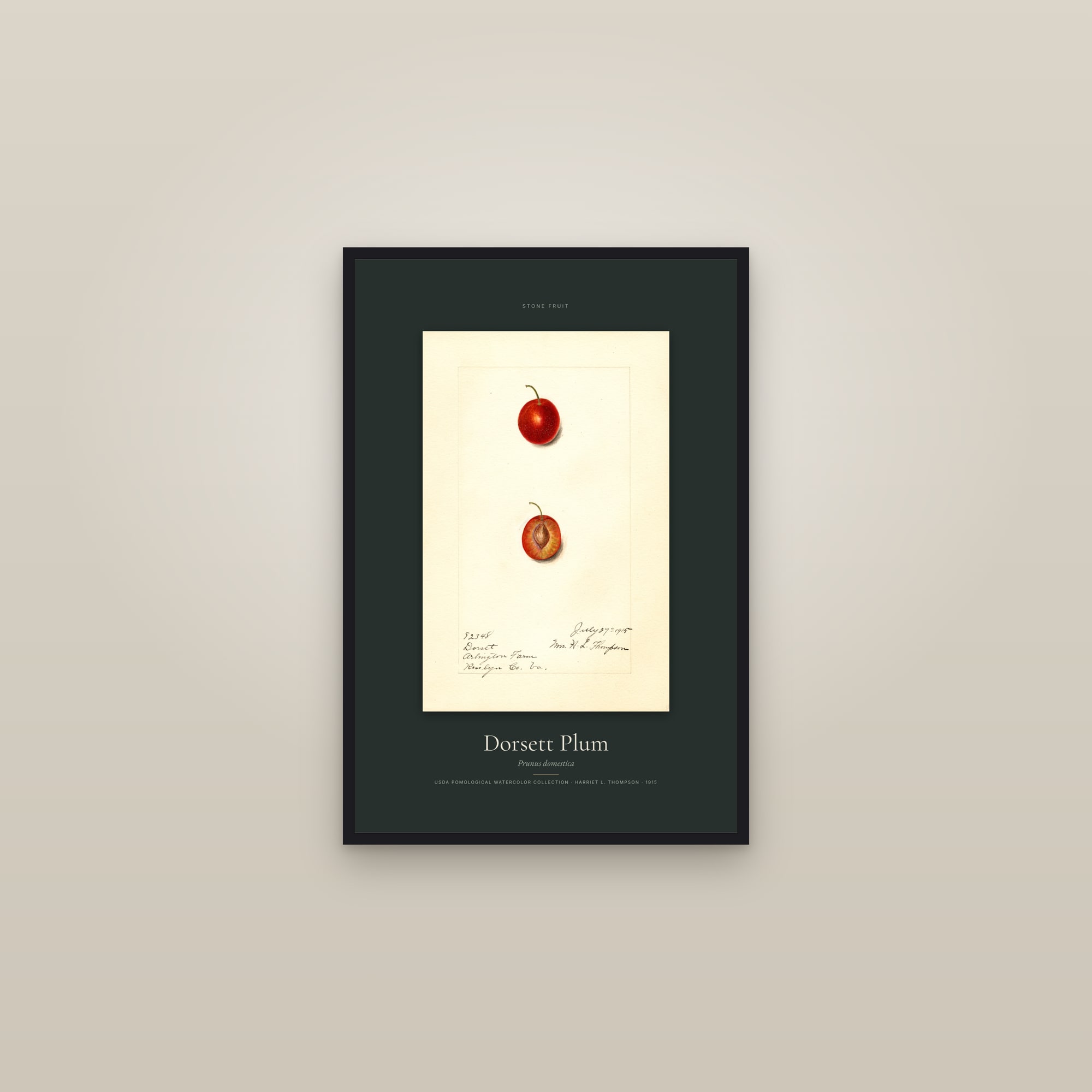 Dorsett Plum — Specimen — framed in a gallery setting