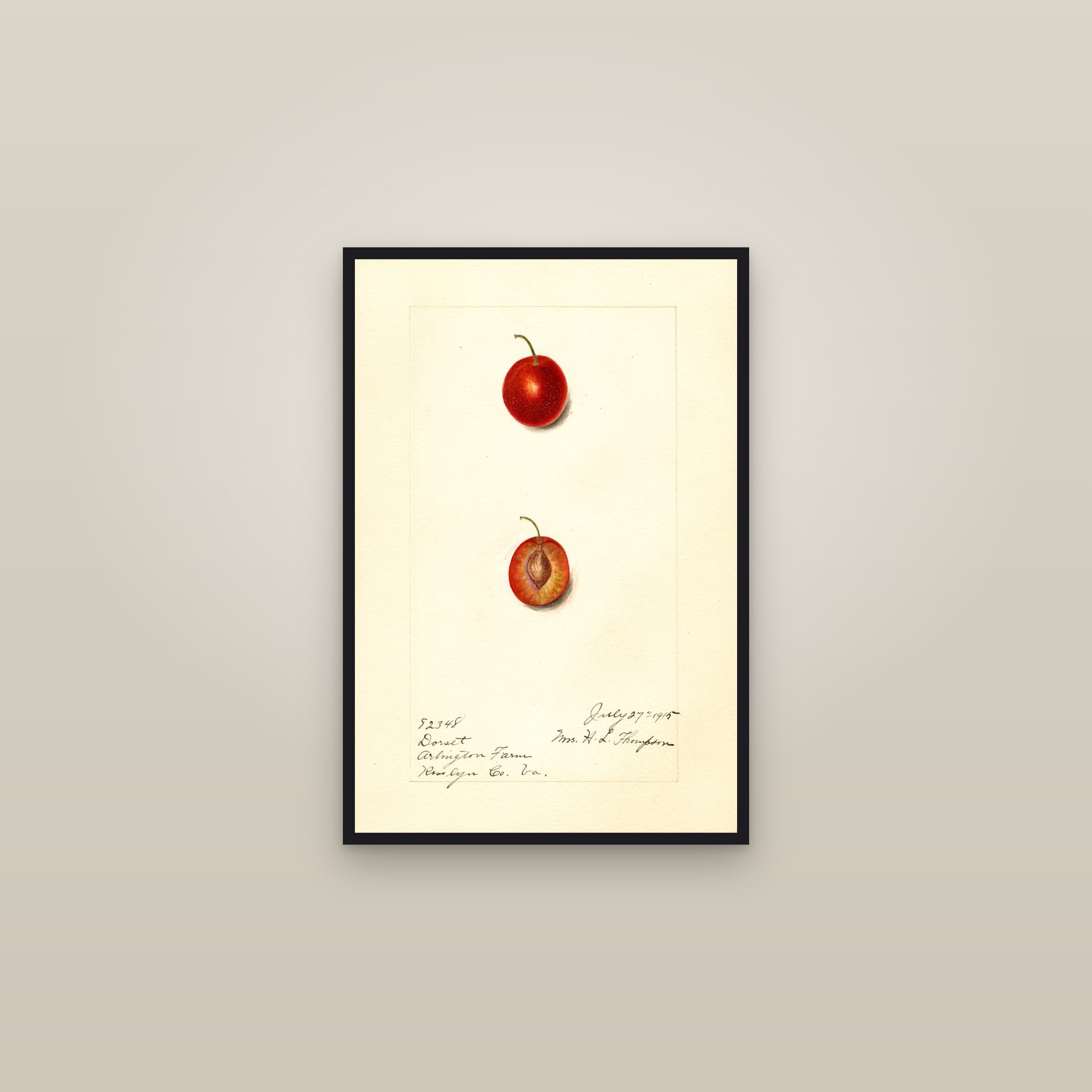 Dorsett Plum — framed in a gallery setting