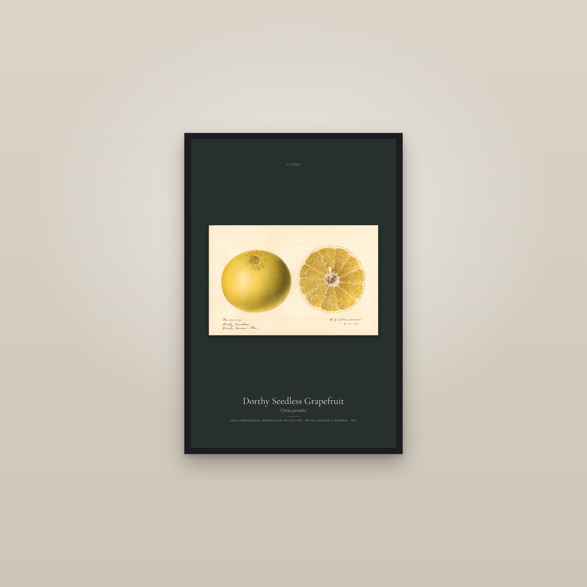 Dorthy Seedless Grapefruit — framed in a gallery setting