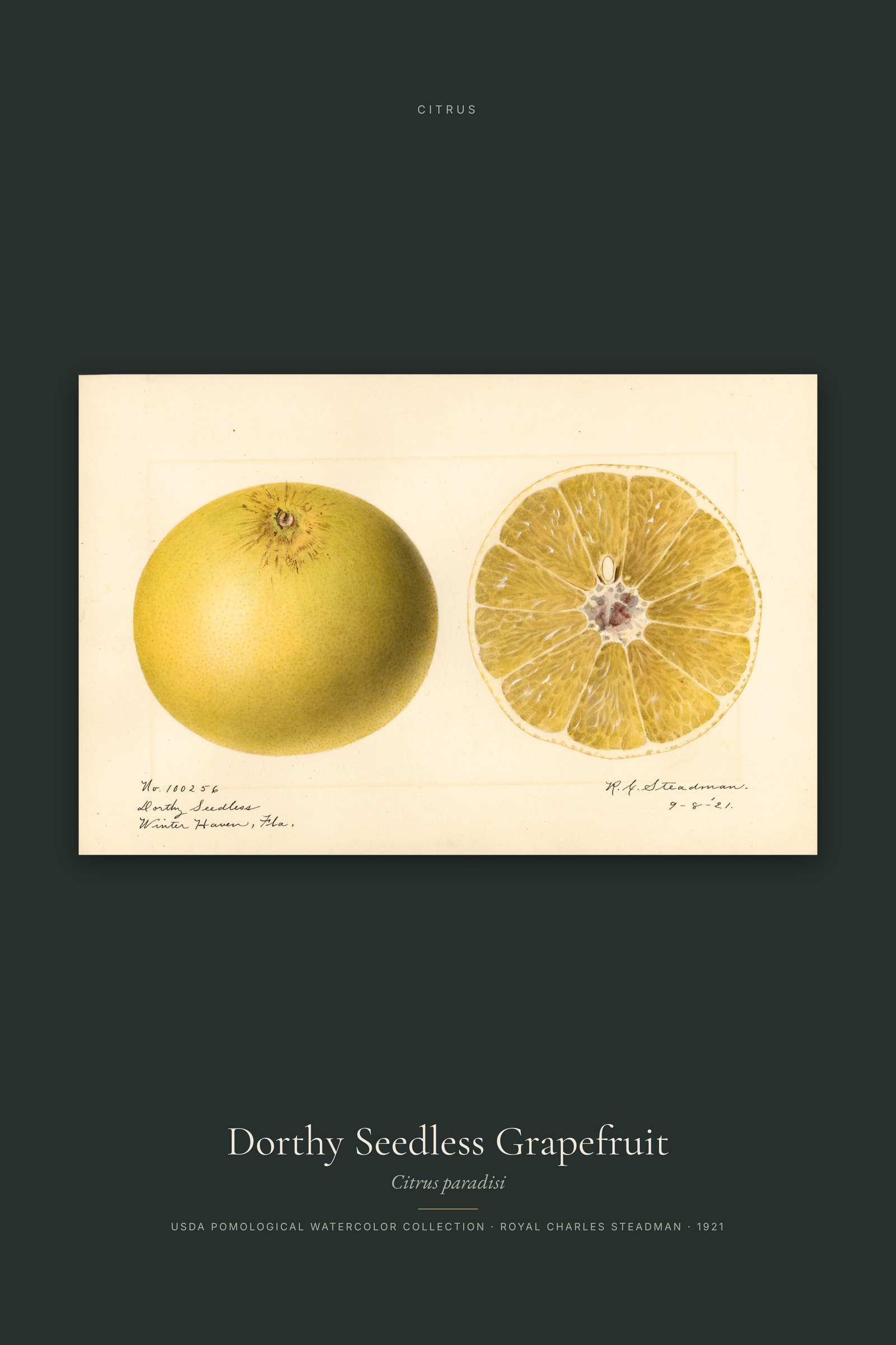 Dorthy Seedless Grapefruit