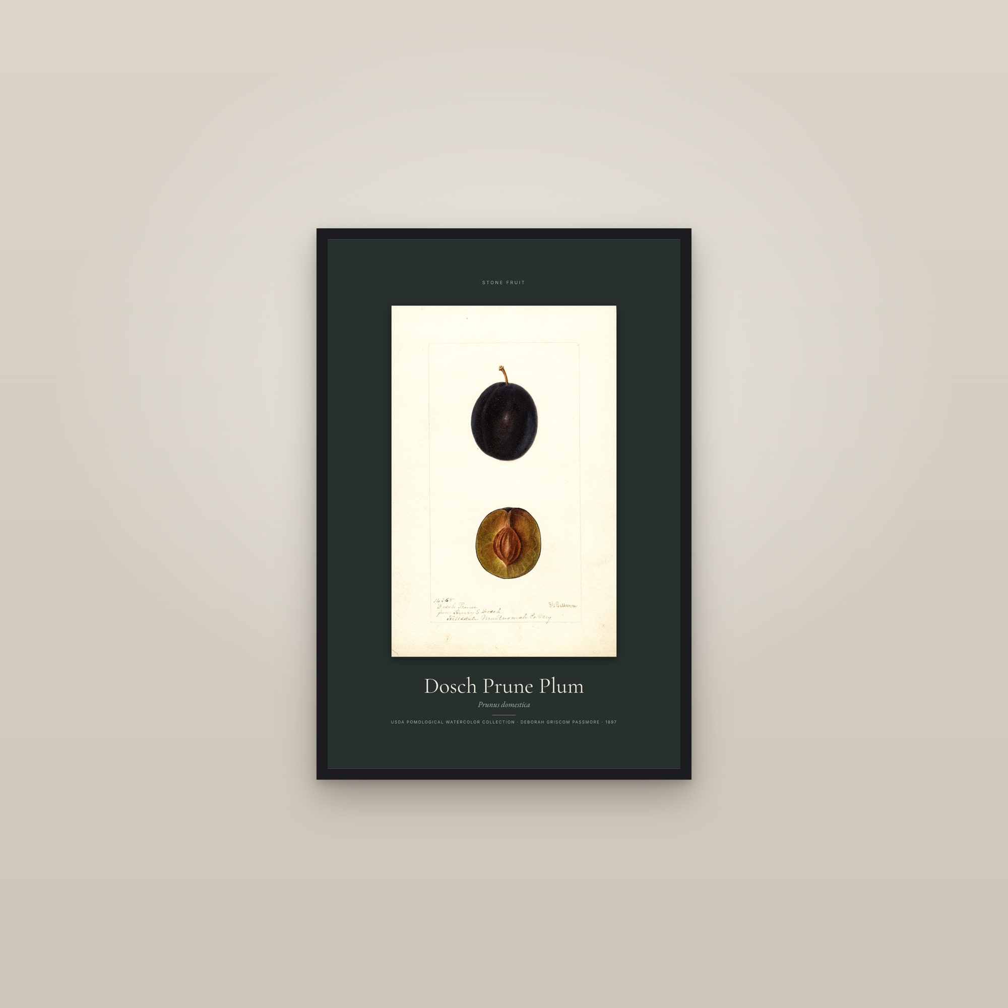 Dosch Prune Plum — Specimen — framed in a gallery setting