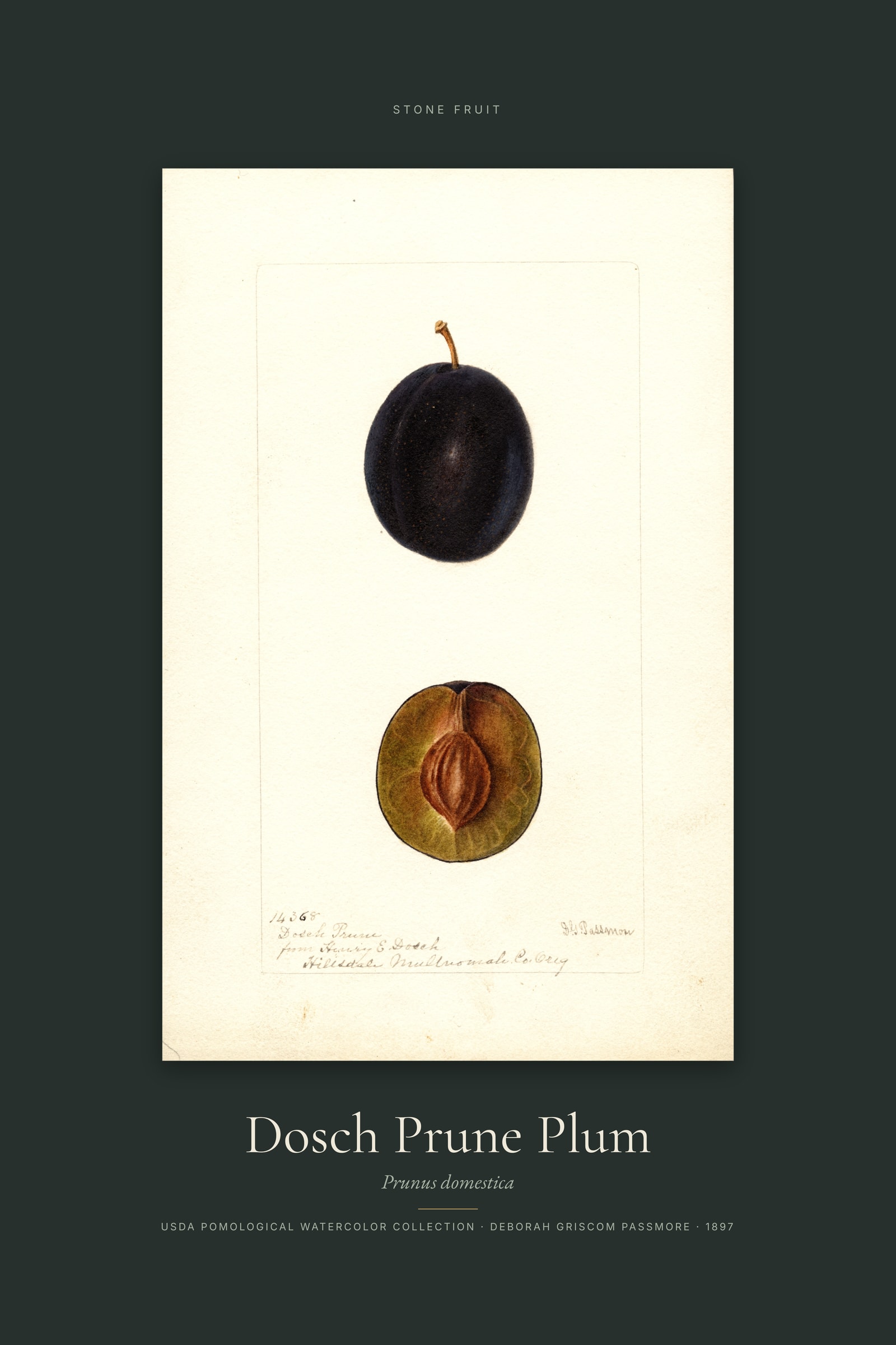 Dosch Prune Plum — Specimen