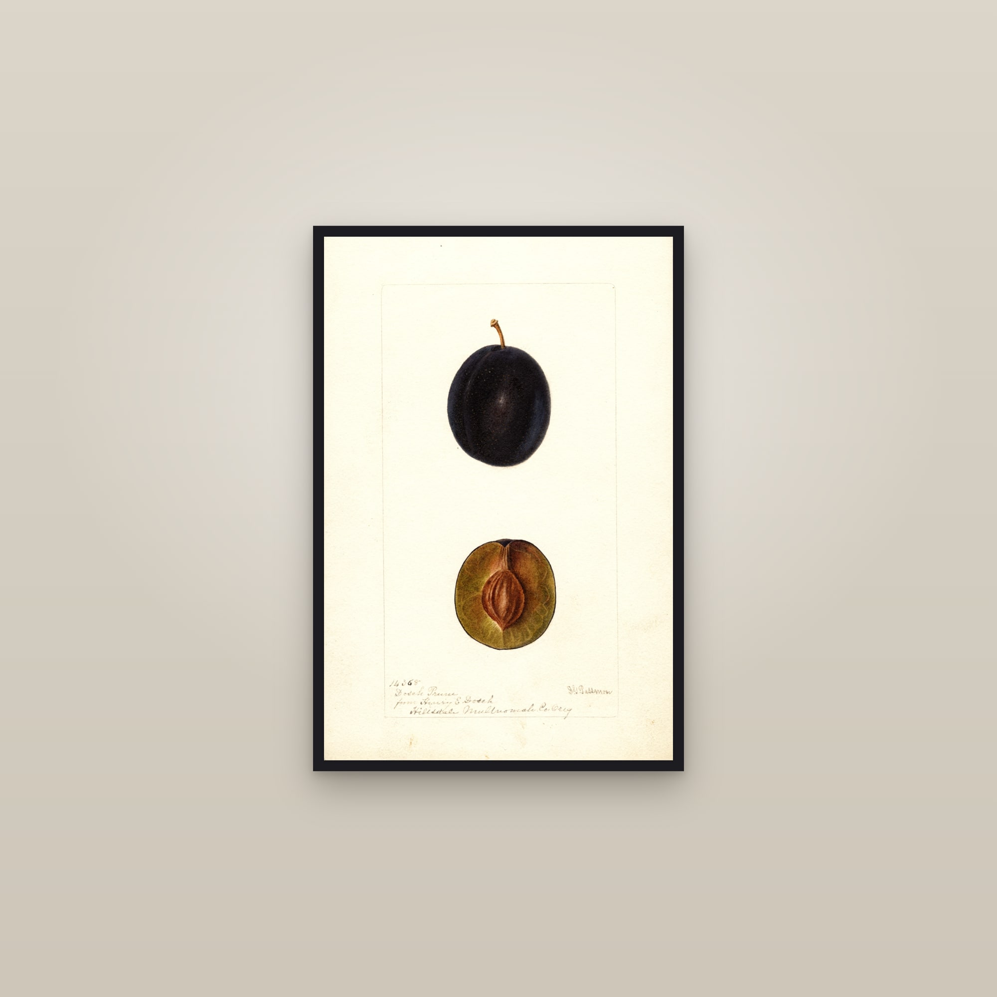 Dosch Prune Plum — framed in a gallery setting