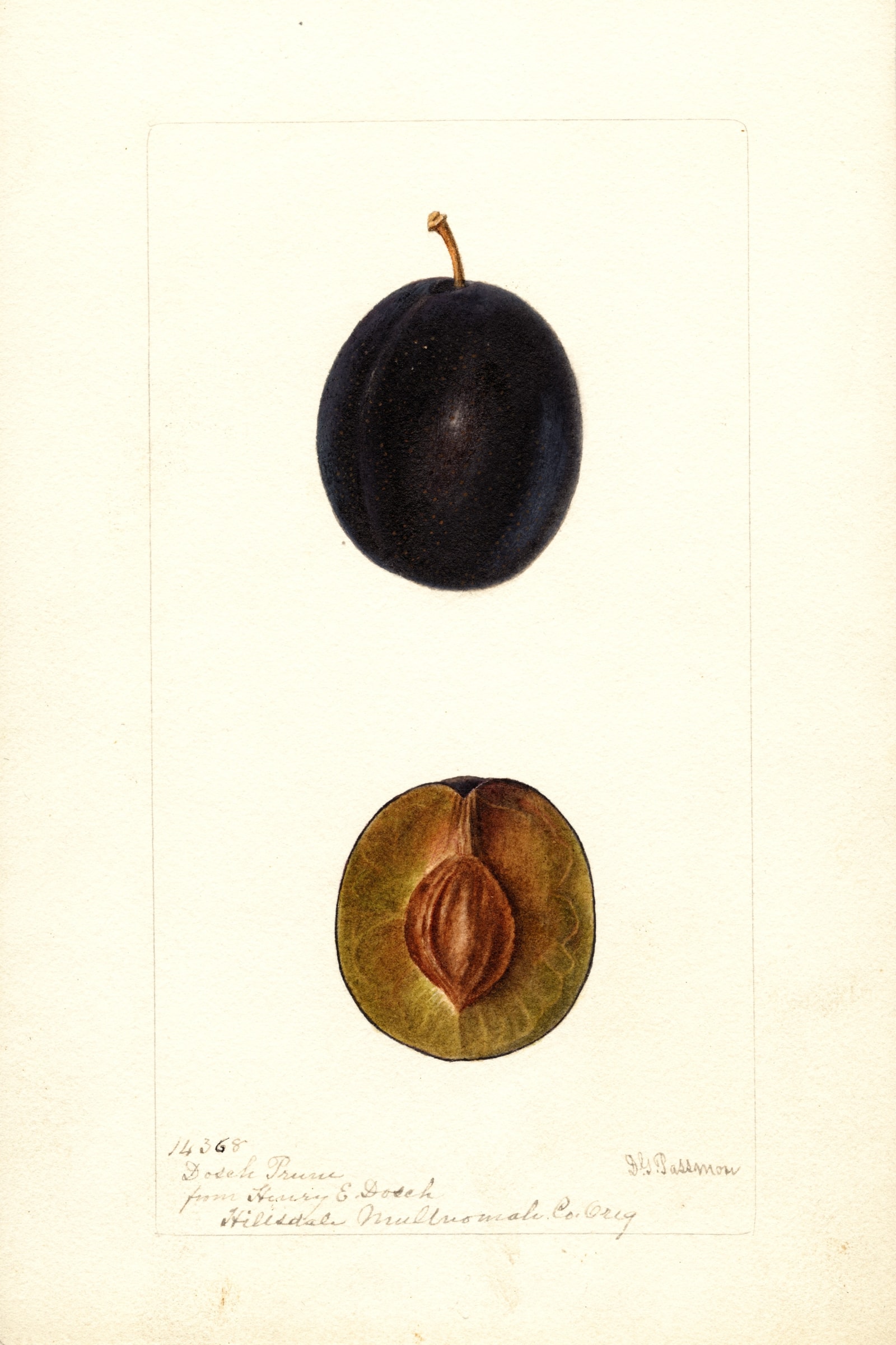 Dosch Prune Plum