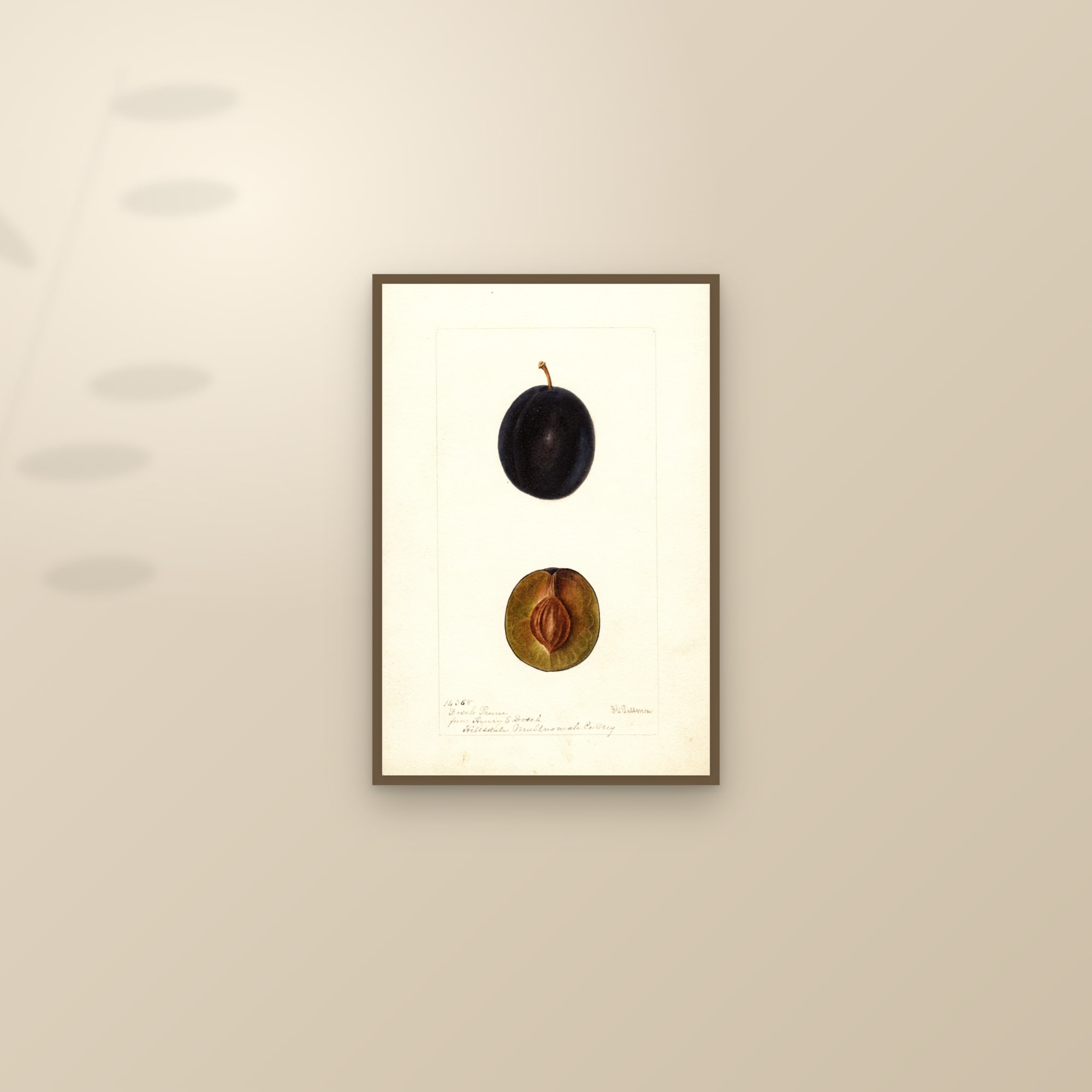 Dosch Prune Plum — framed and styled on a sunlit wall