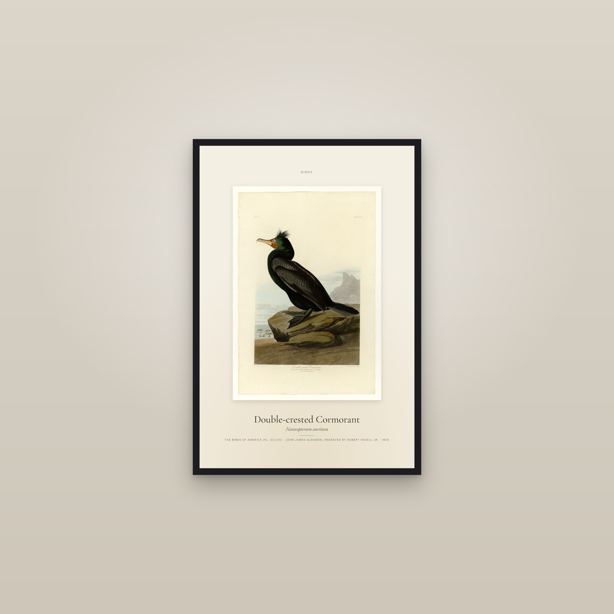 Double-crested Cormorant — Specimen — framed in a gallery setting