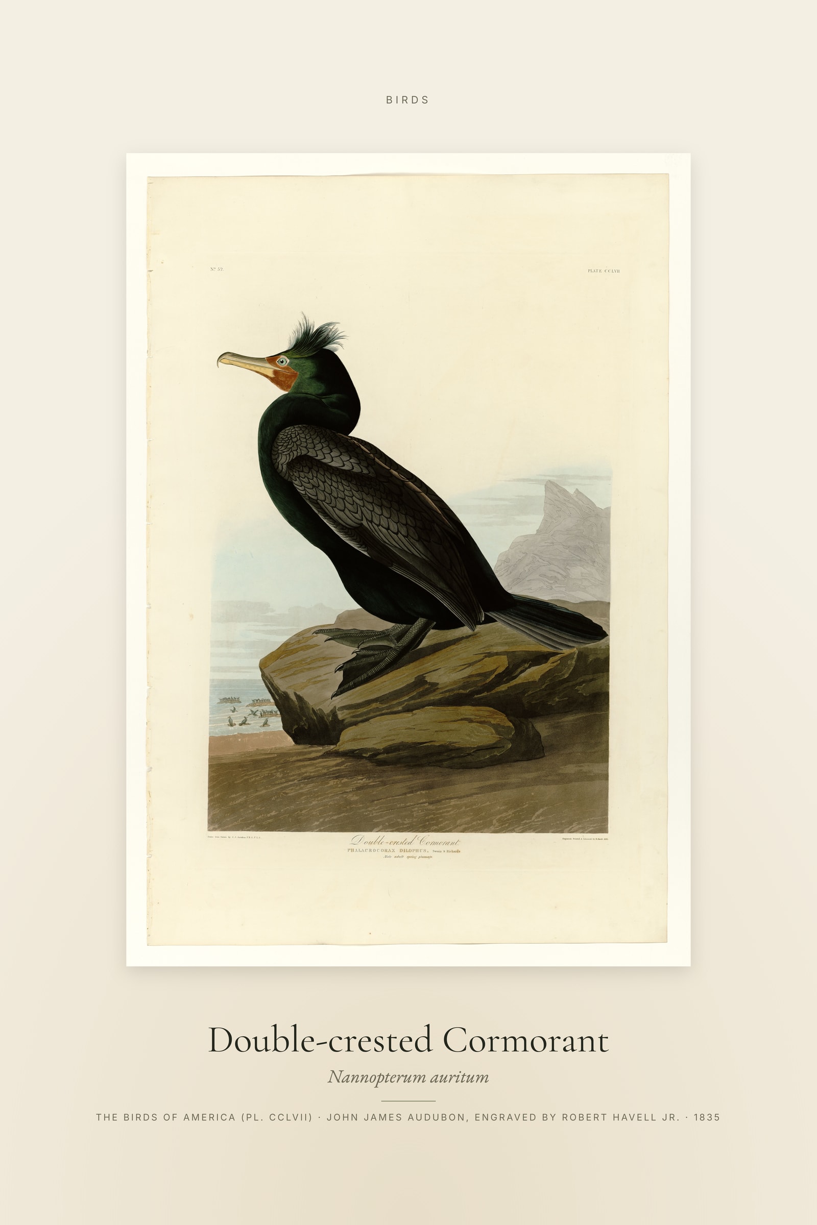 Double-crested Cormorant — Specimen