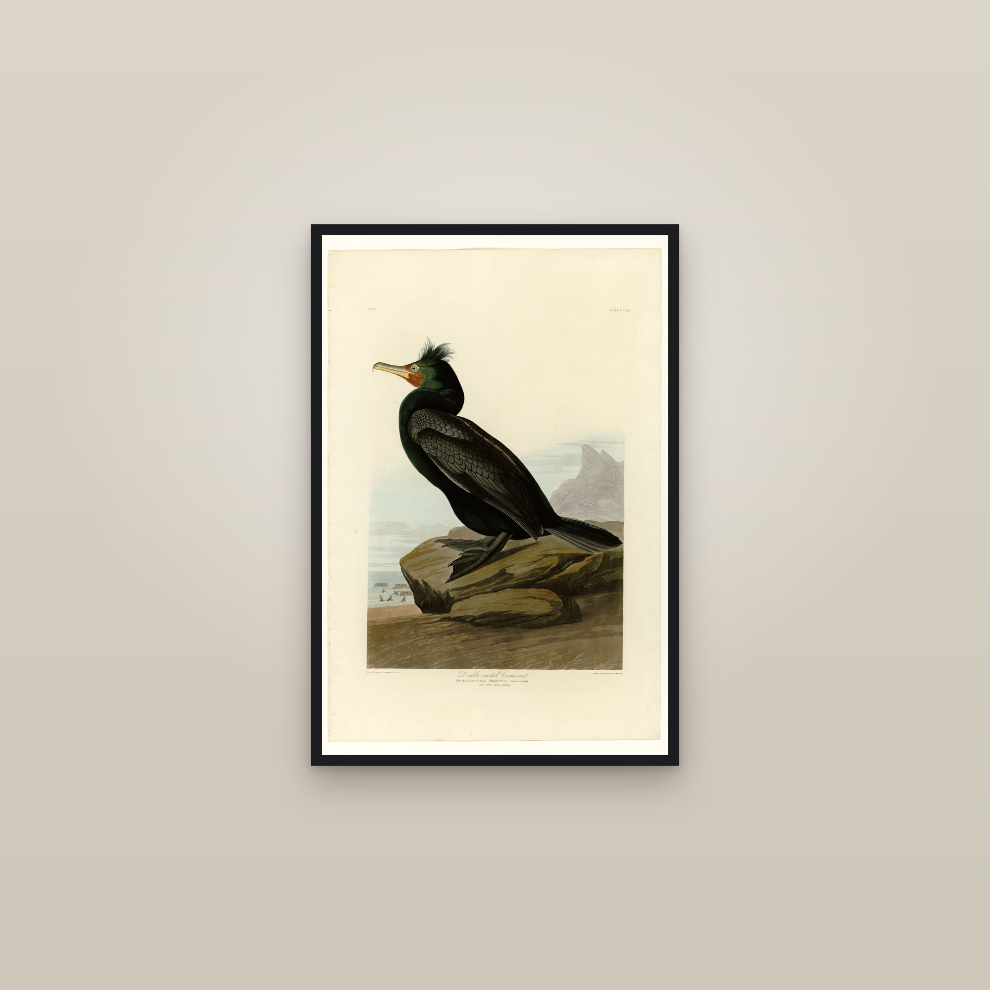 Double-crested Cormorant — framed in a gallery setting