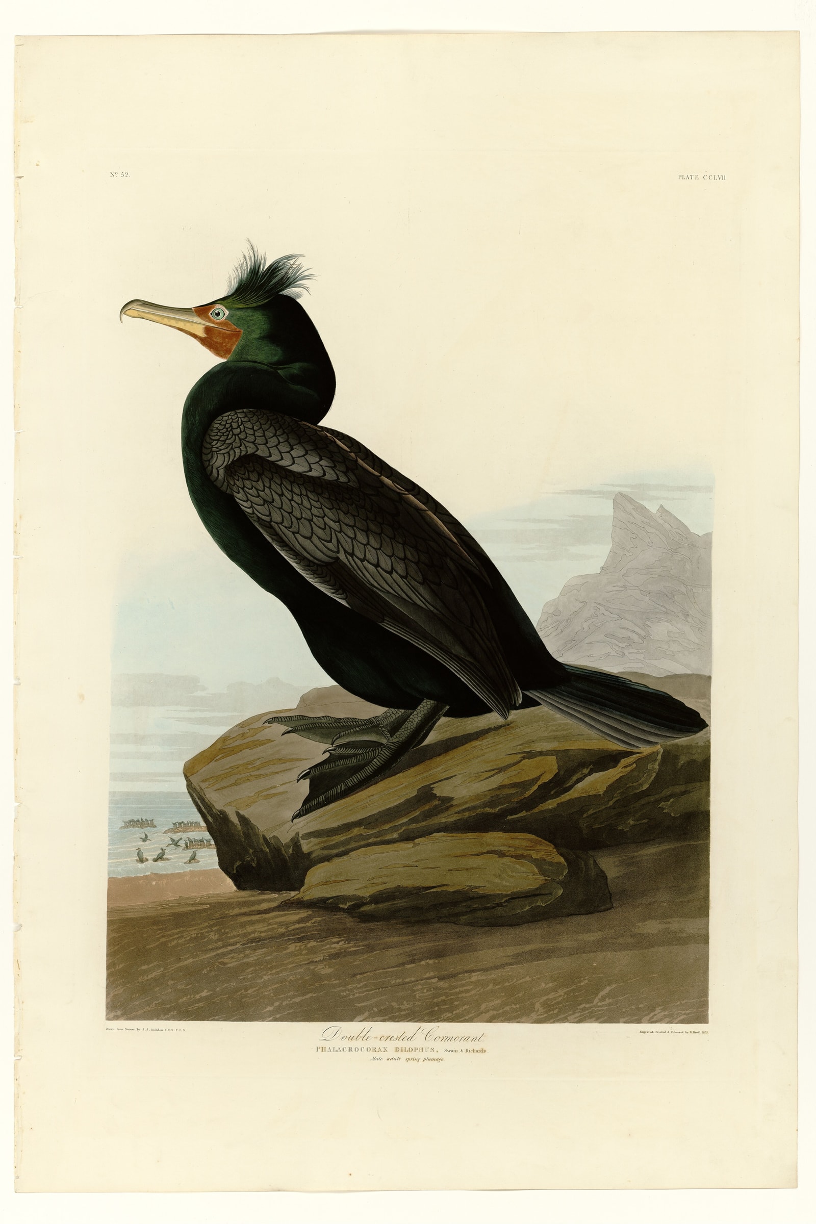 Double-crested Cormorant