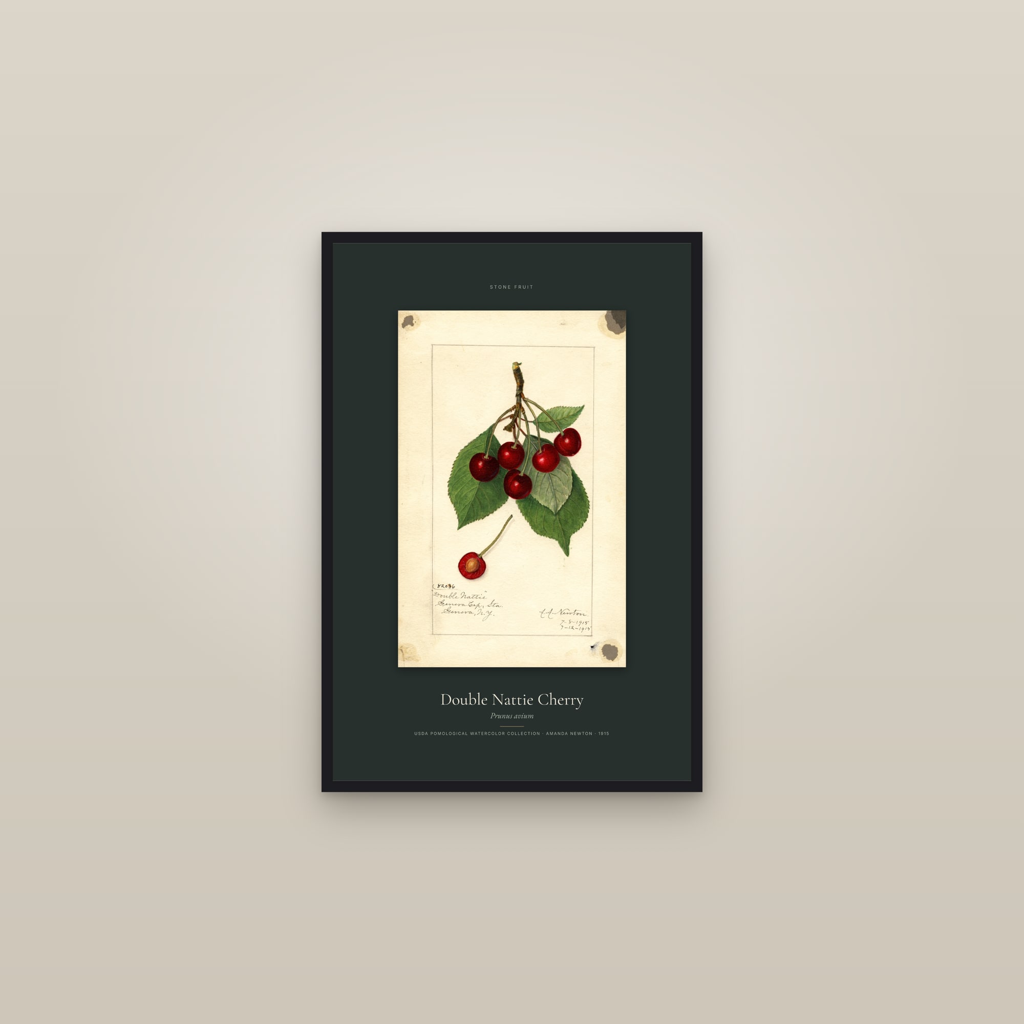 Double Nattie Cherry — Specimen — framed in a gallery setting