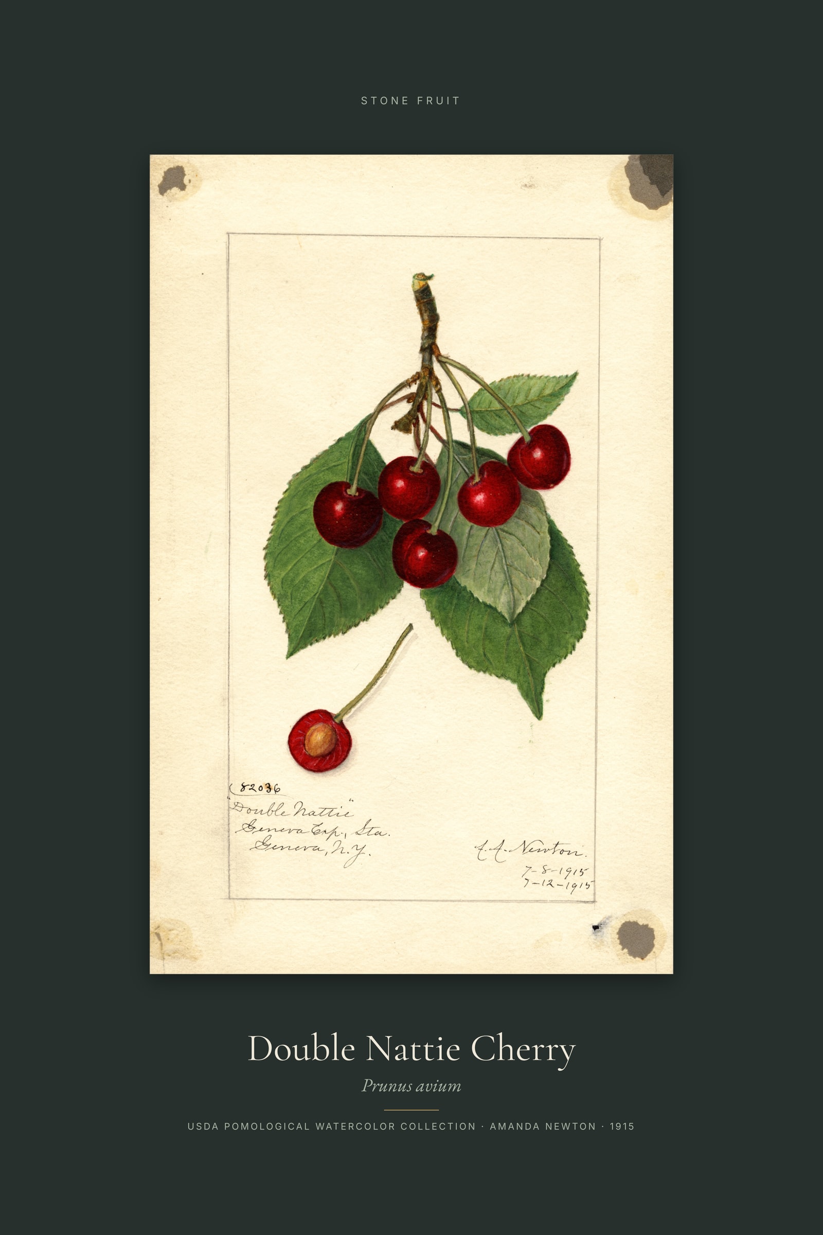 Double Nattie Cherry — Specimen
