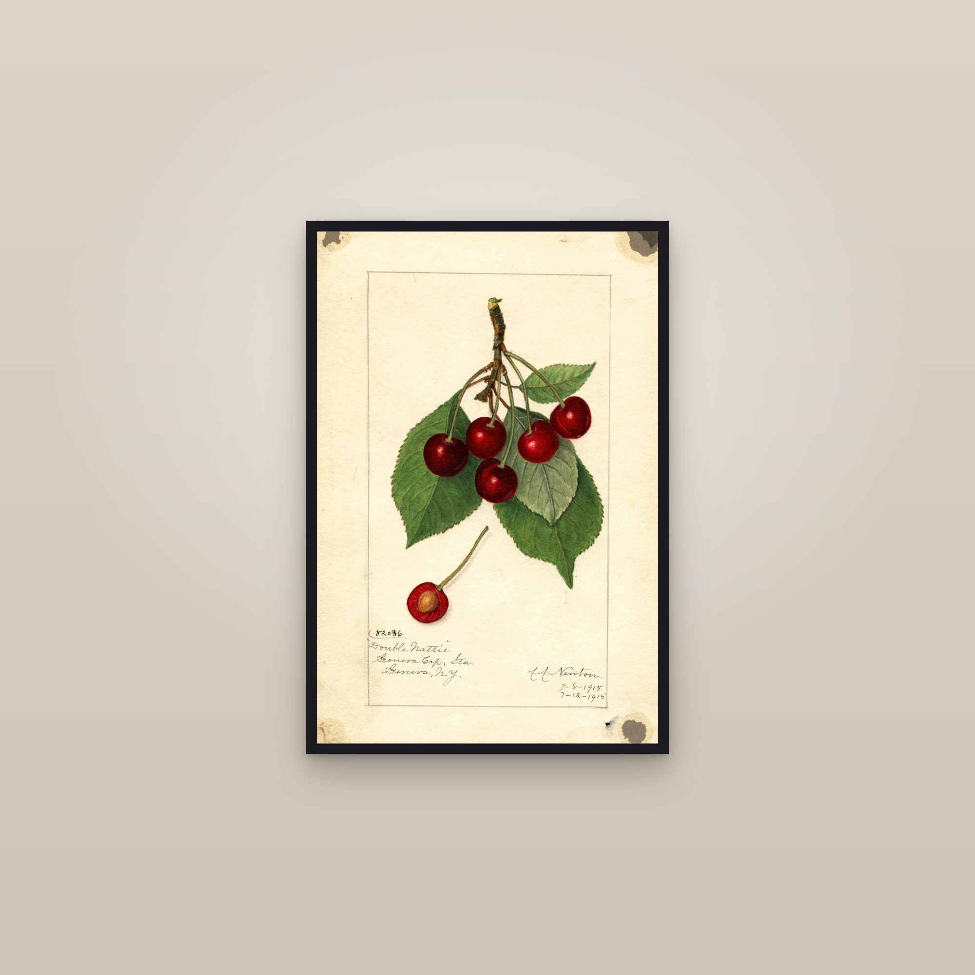 Double Nattie Cherry — framed in a gallery setting