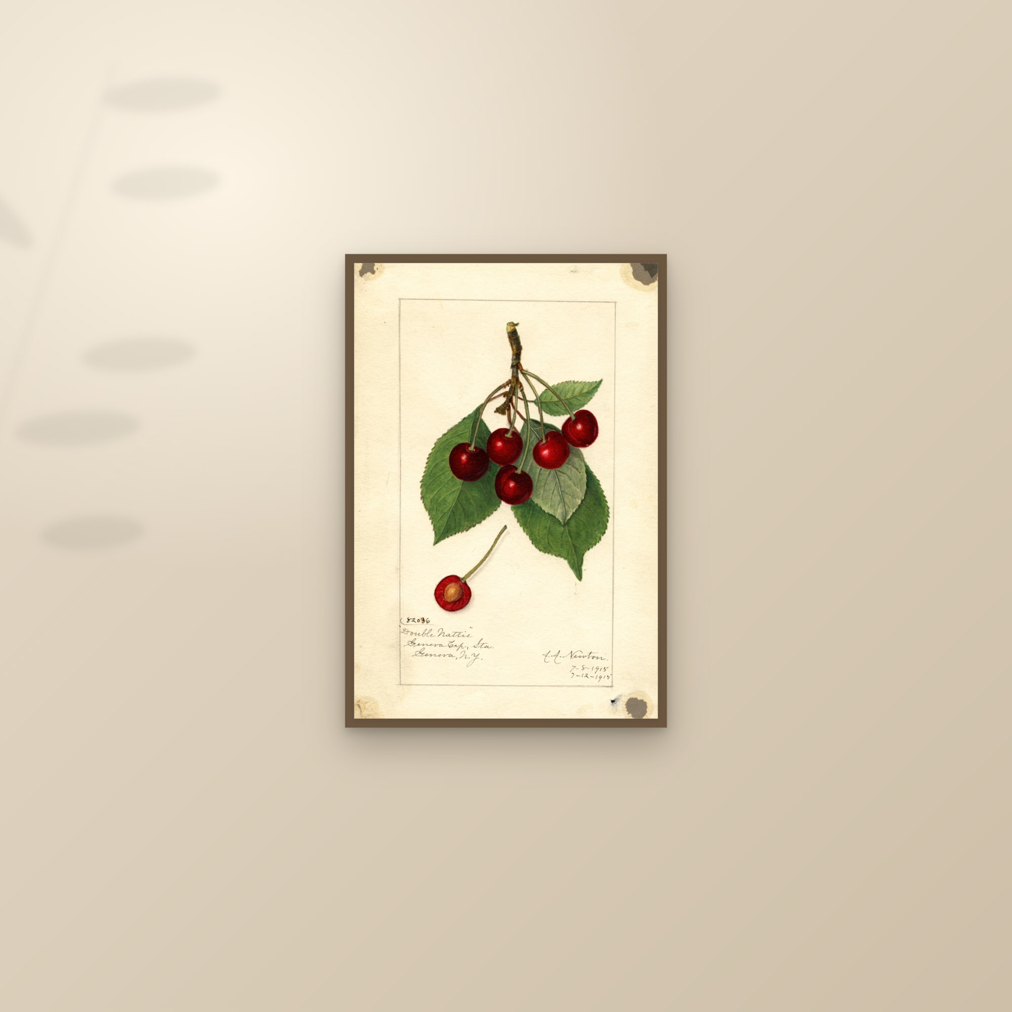 Double Nattie Cherry — framed and styled on a sunlit wall