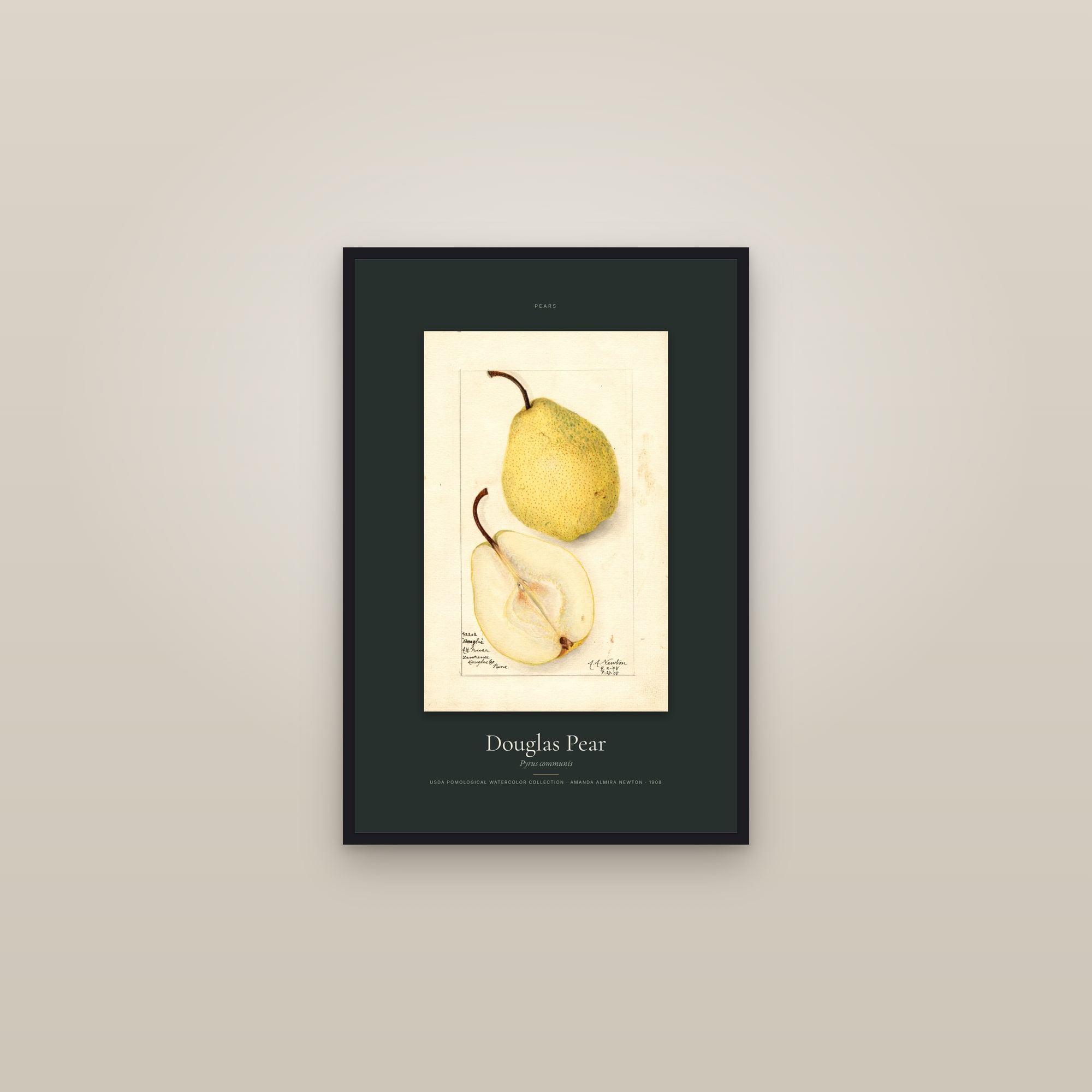 Douglas Pear — Specimen — framed in a gallery setting