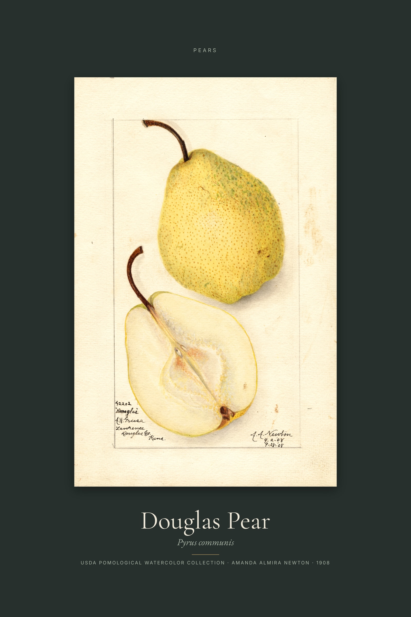 Douglas Pear — Specimen