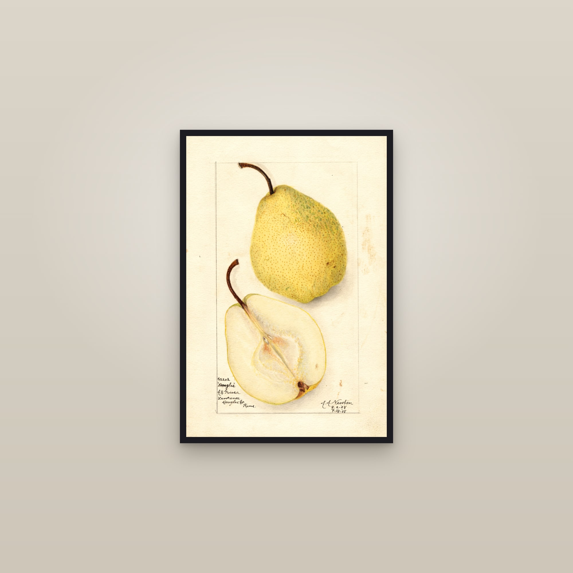 Douglas Pear — framed in a gallery setting