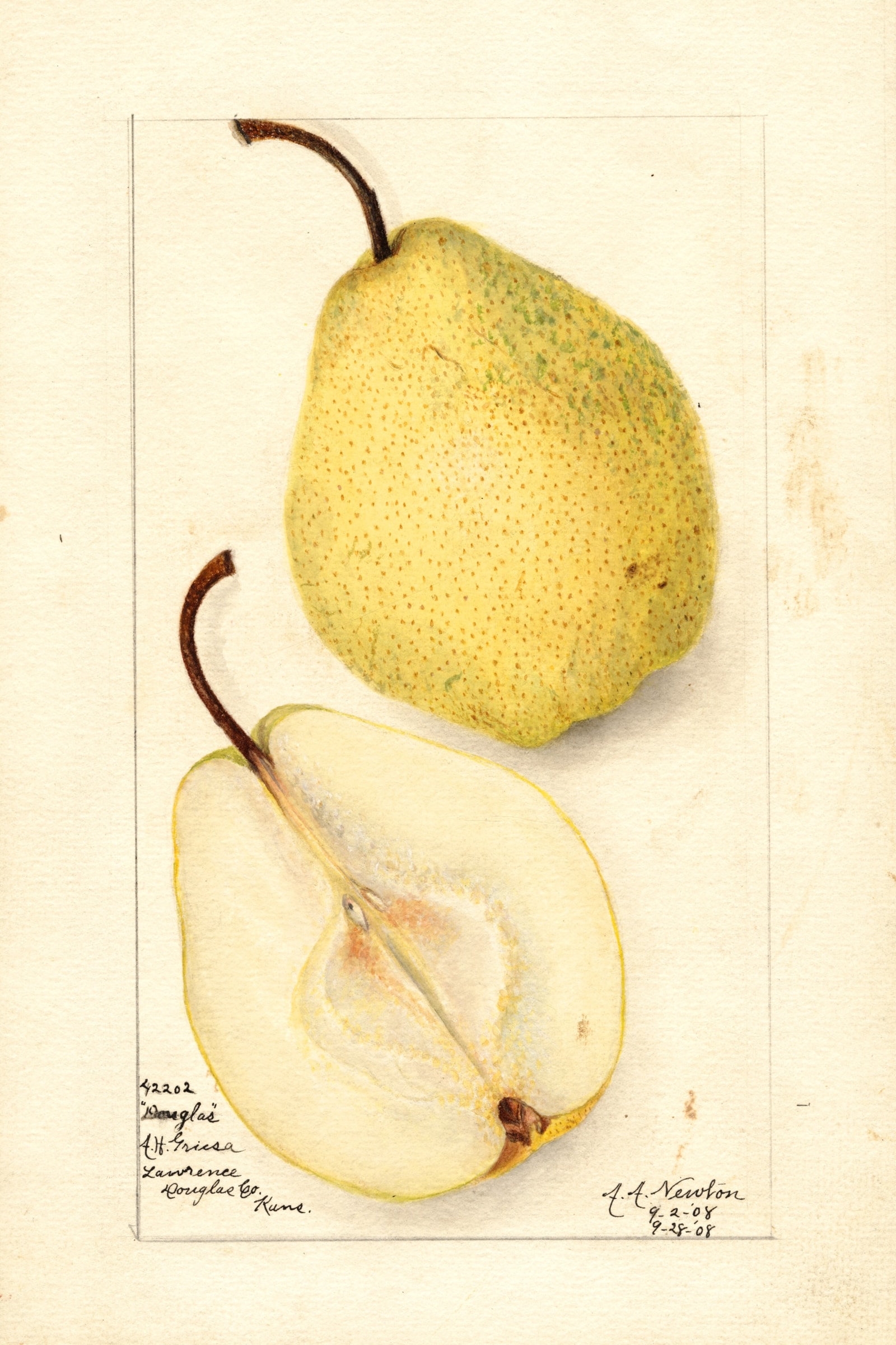 Douglas Pear