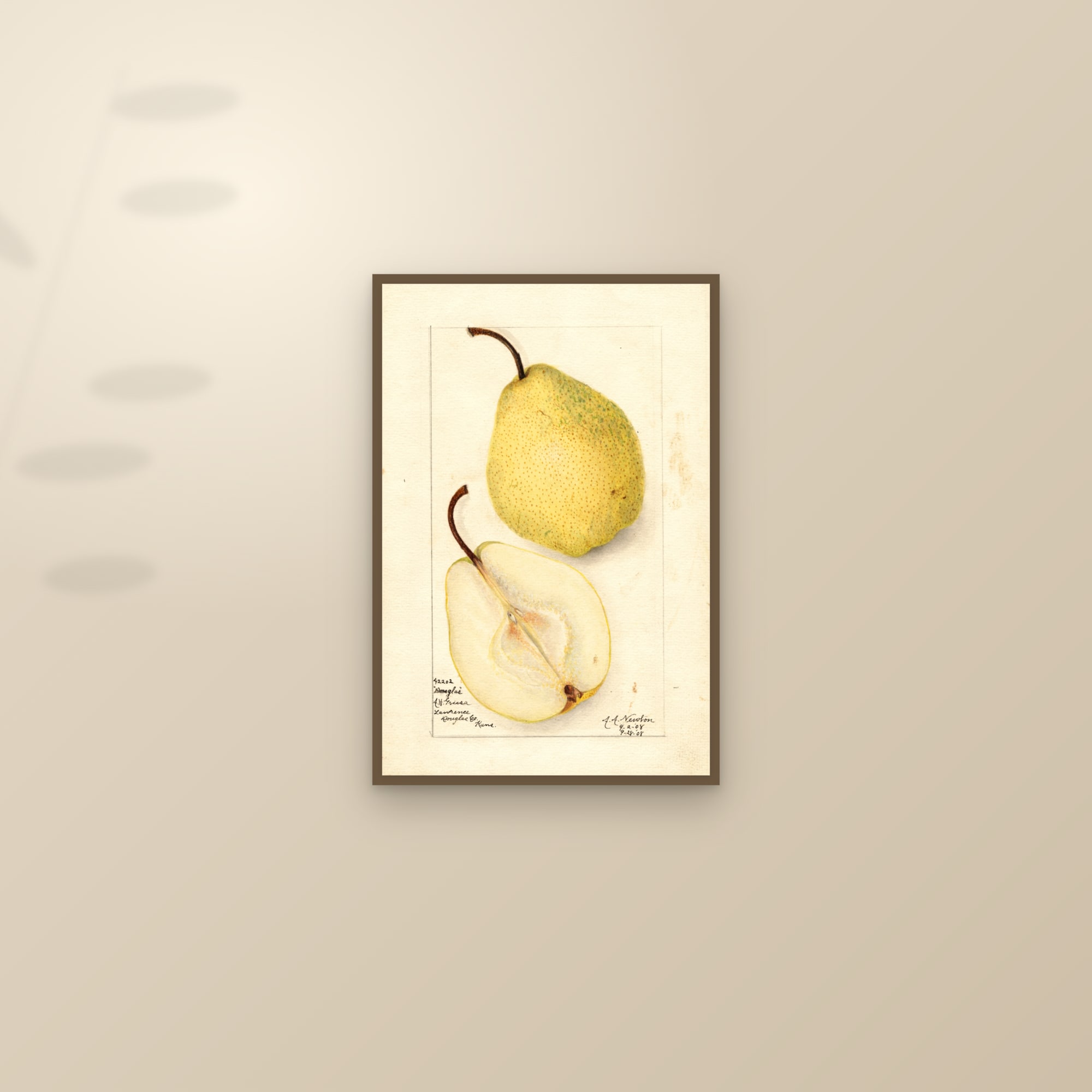 Douglas Pear — framed and styled on a sunlit wall