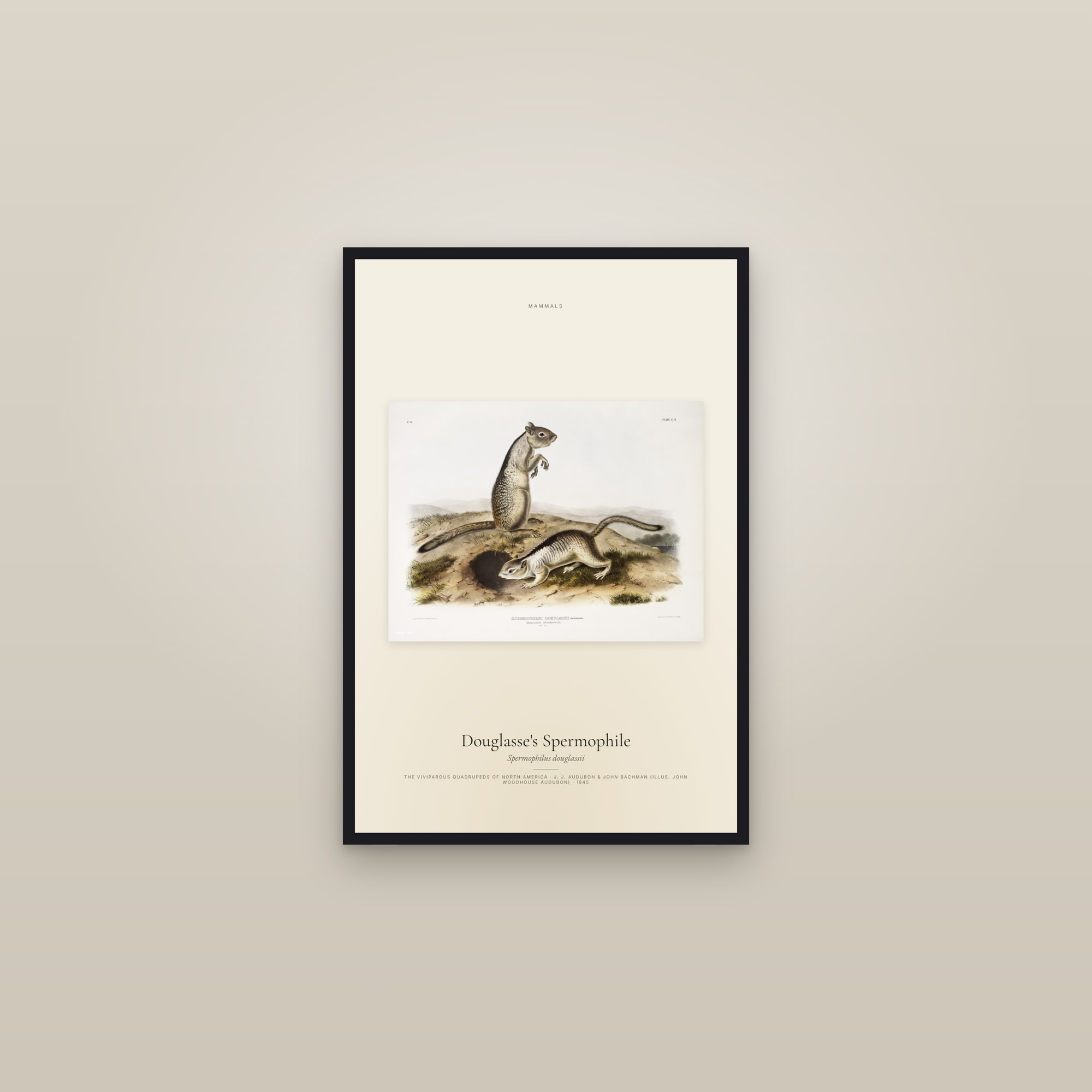 Douglasse's Spermophile — framed in a gallery setting