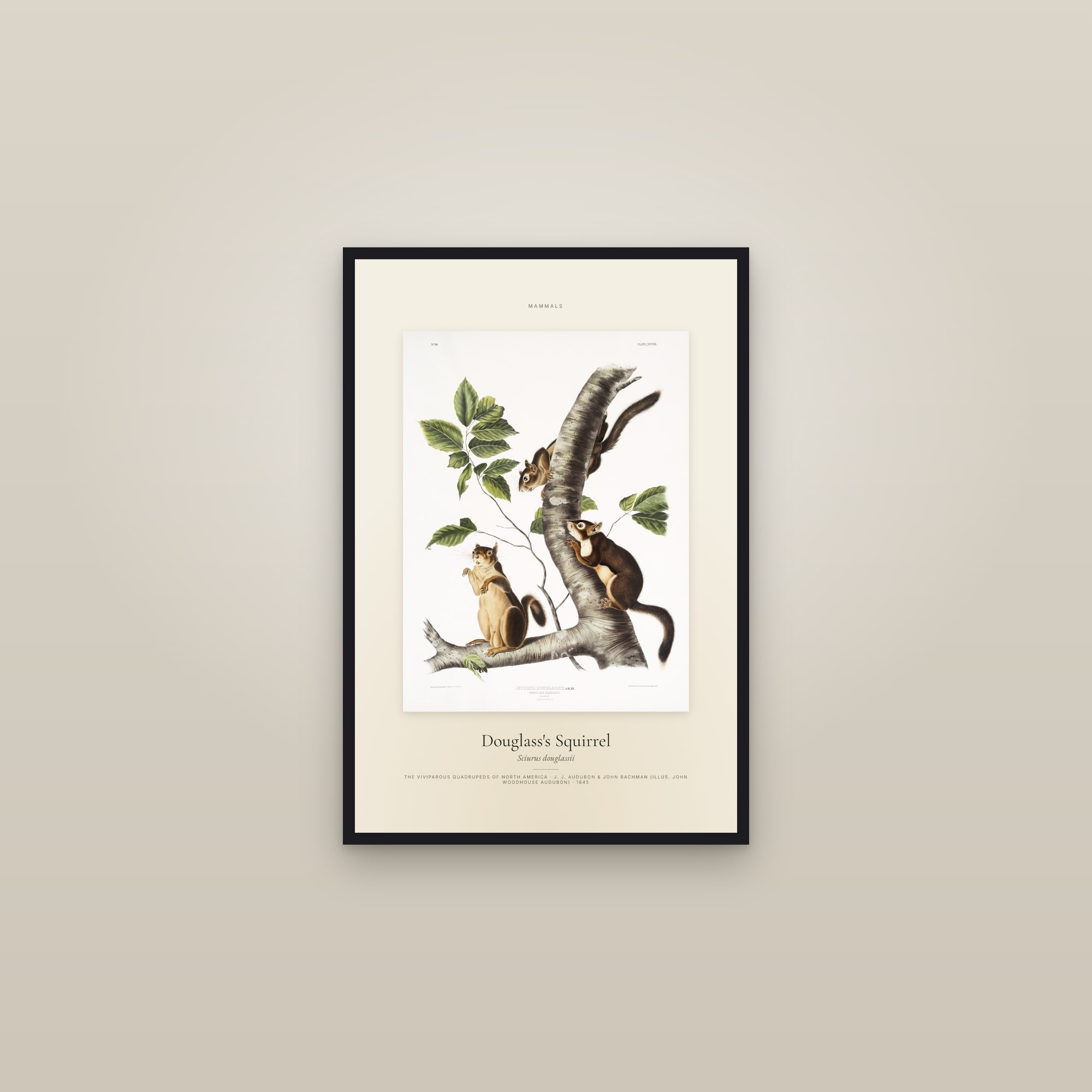 Douglass's Squirrel — Specimen — framed in a gallery setting