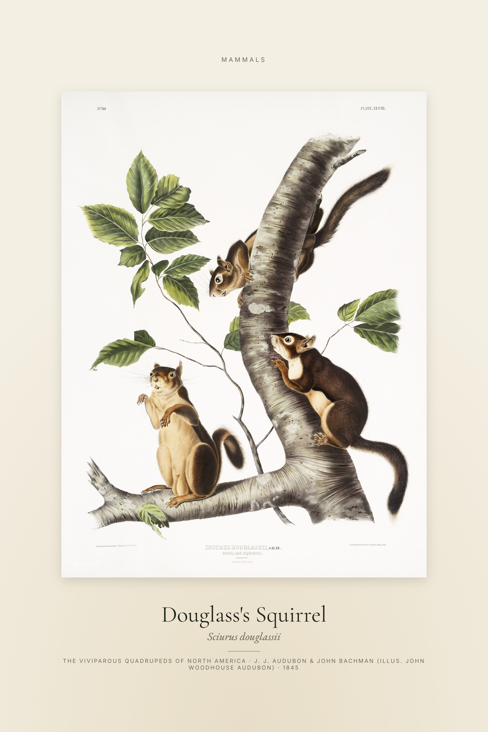 Douglass's Squirrel — Specimen