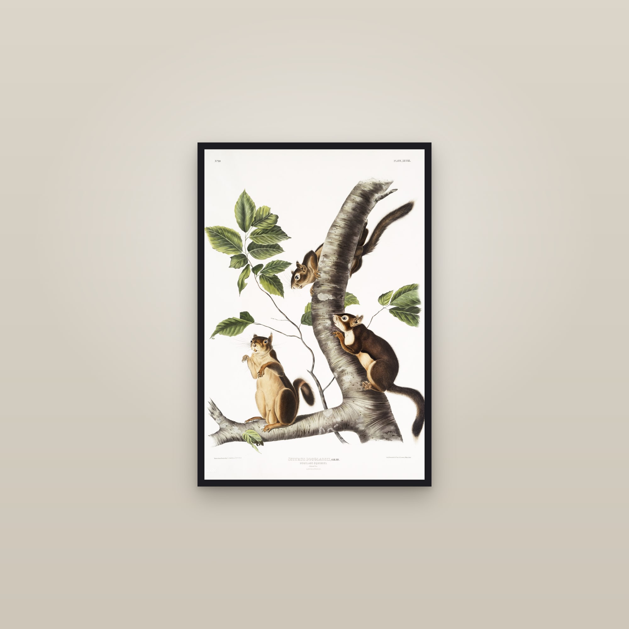 Douglass's Squirrel — framed in a gallery setting