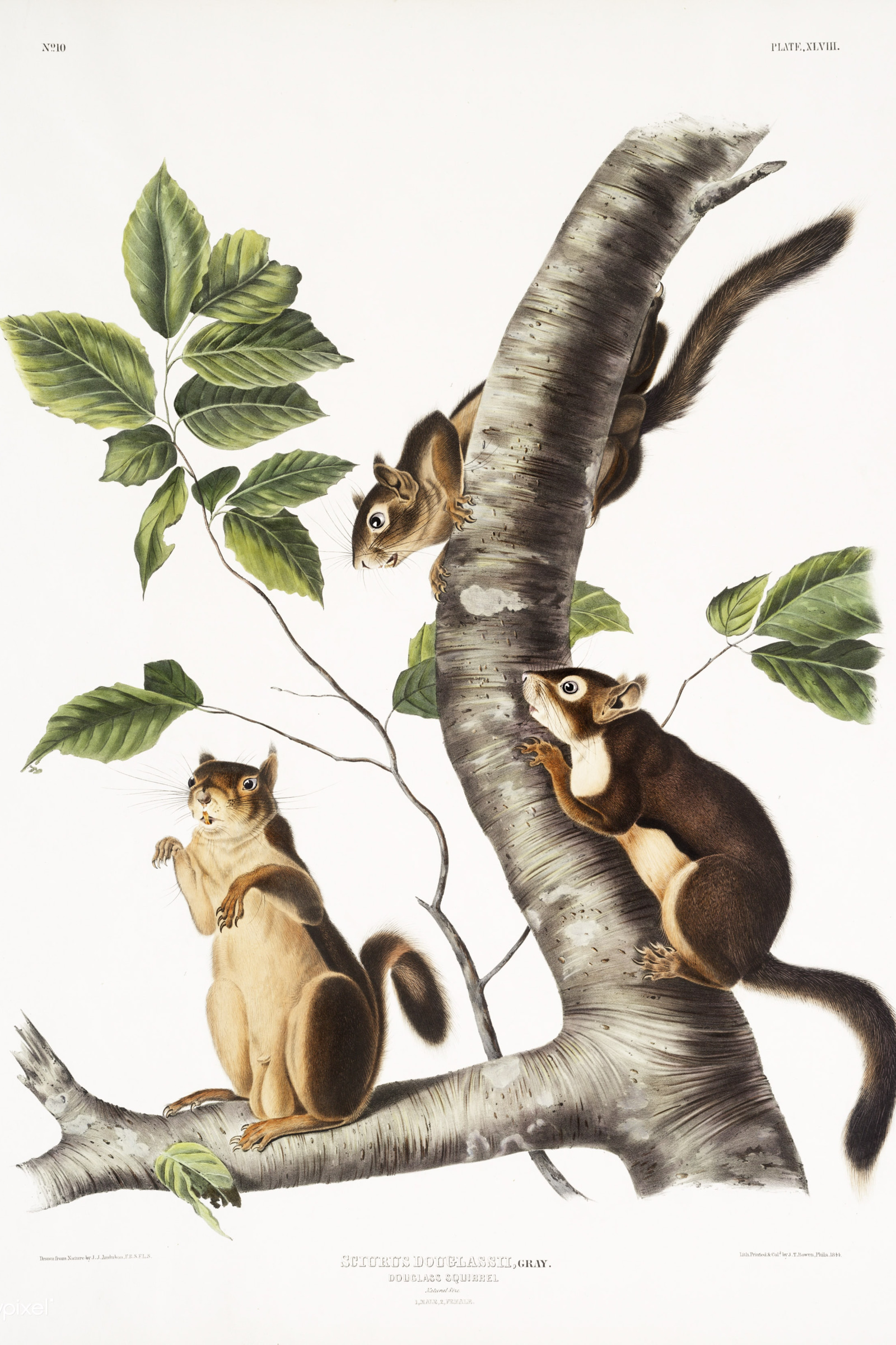 Douglass's Squirrel