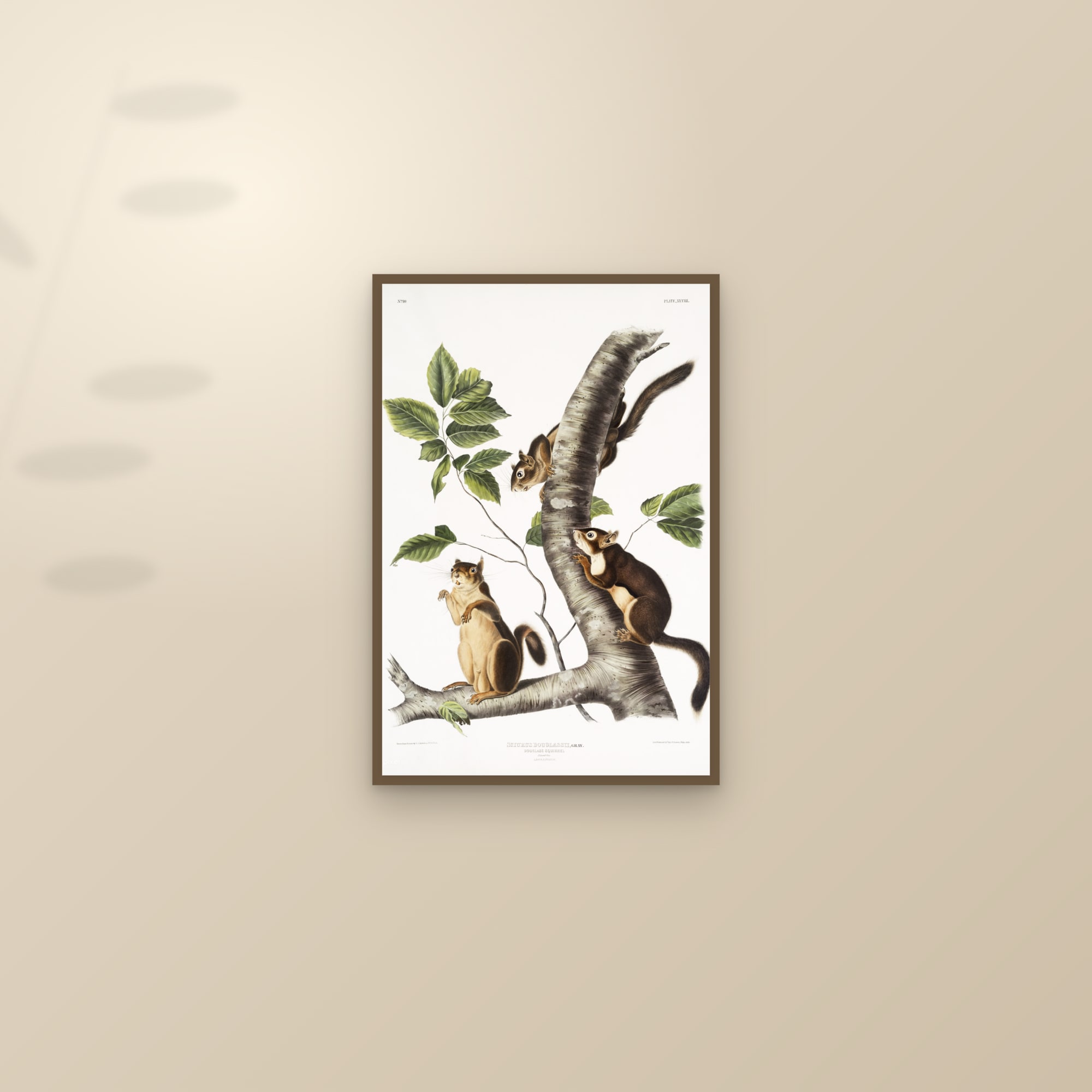 Douglass's Squirrel — framed and styled on a sunlit wall