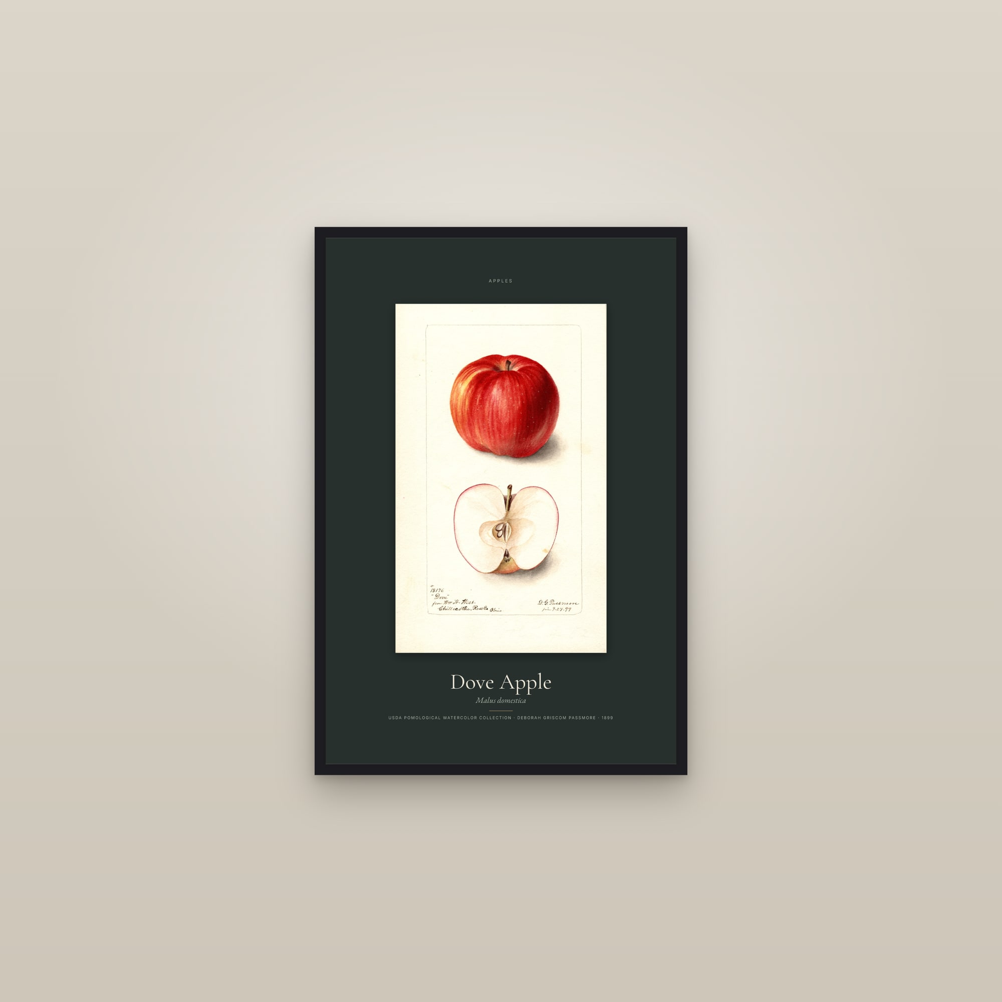 Dove Apple — Specimen — framed in a gallery setting